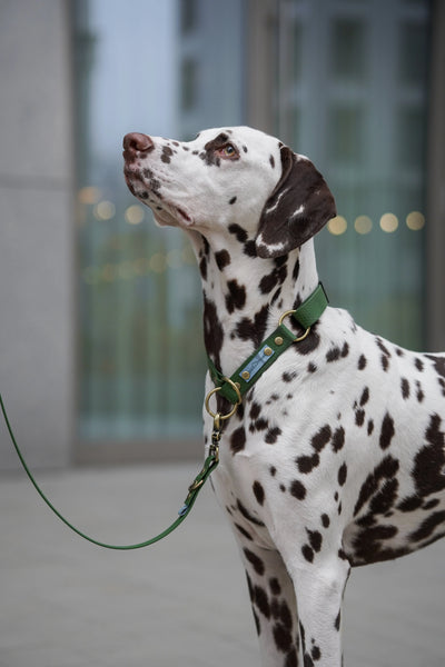 Obroże półzaciskowe