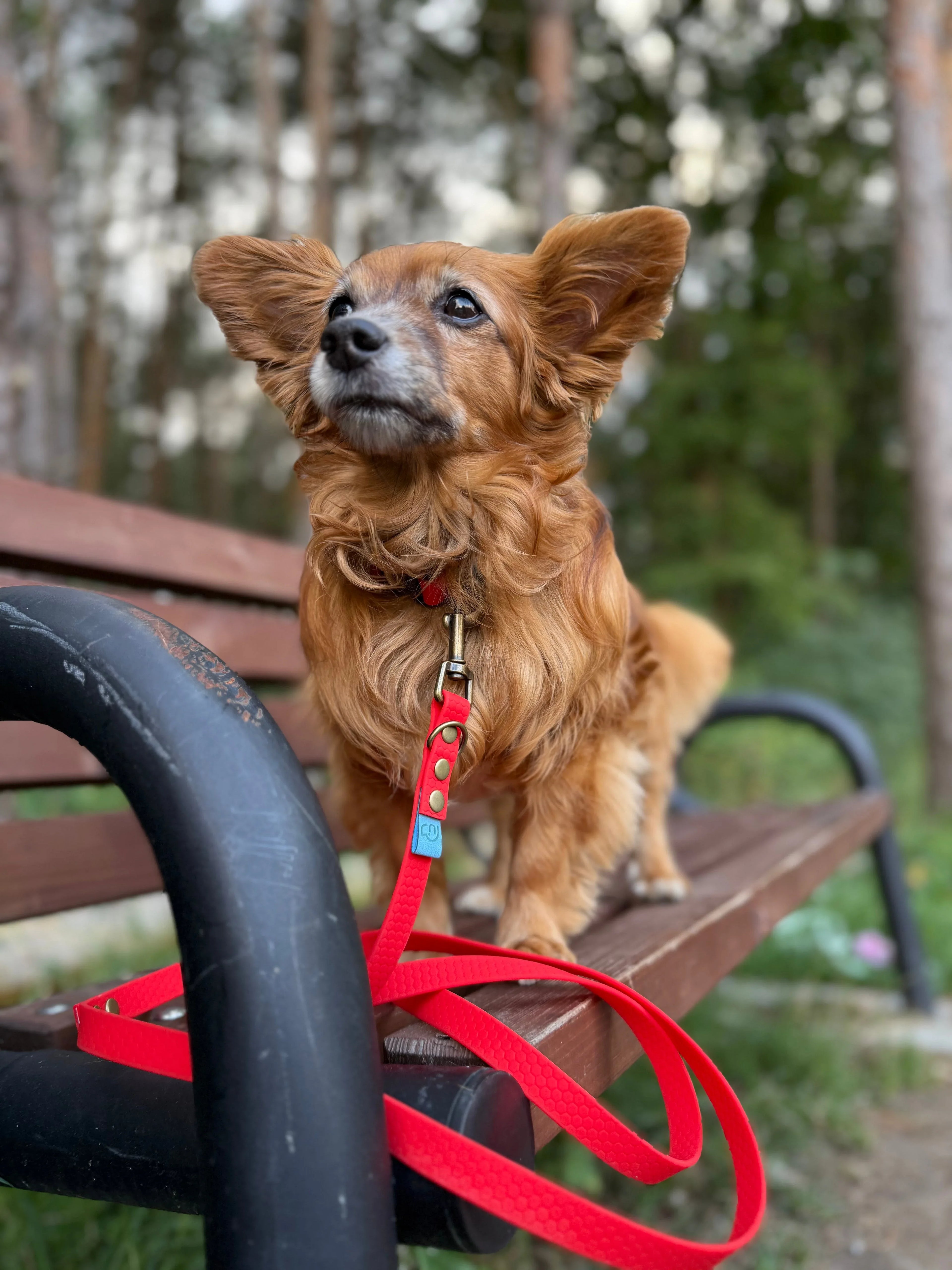 SMYCZE MIEJSKIE Psiumpel, dla Psa i Ciebie, spaceruj modnie i wygodnie