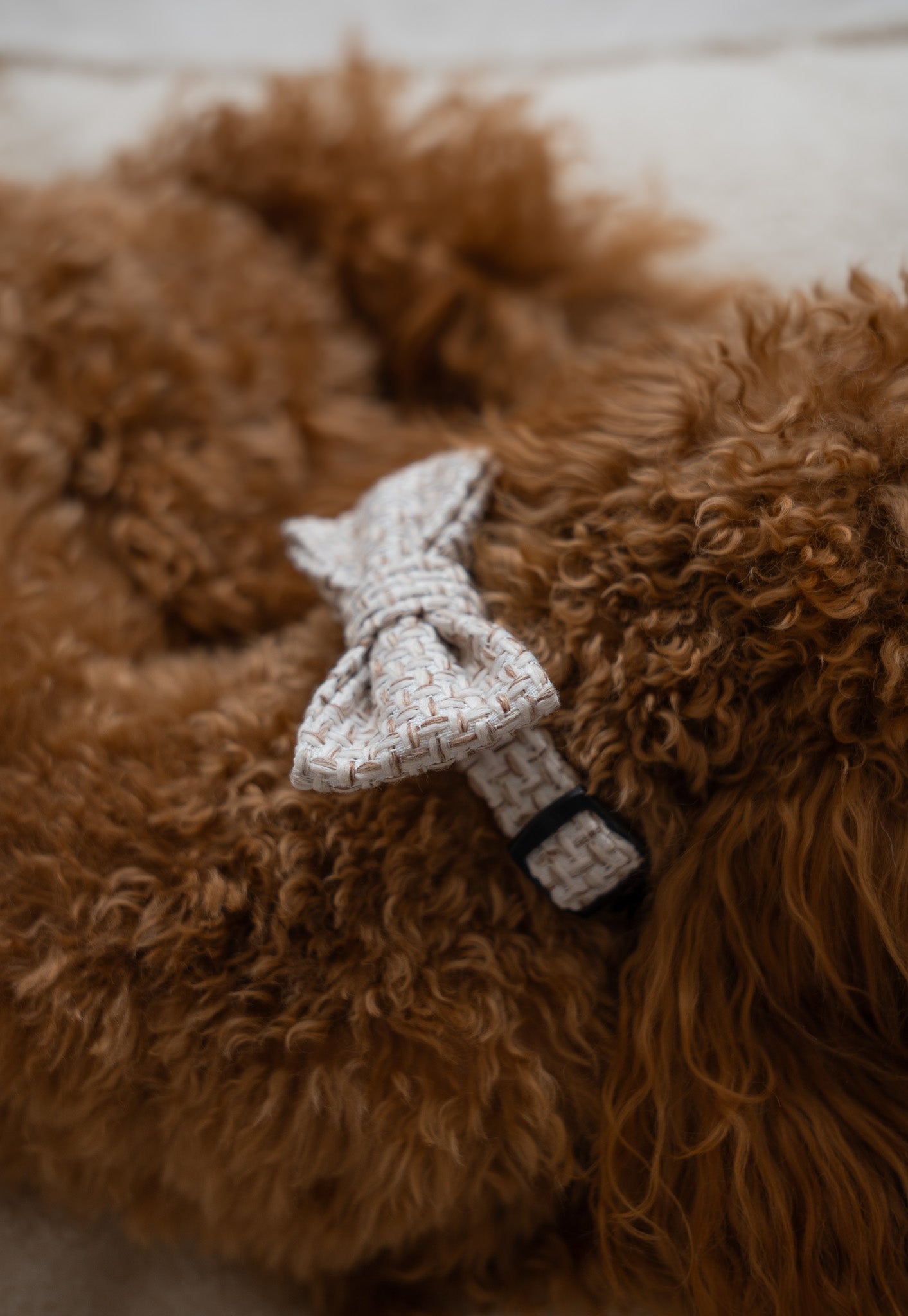 WALENTYNKI Psiumpel, dla Psa i Ciebie, spaceruj modnie i wygodnie