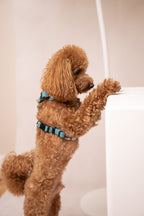 Bezuciskowe szelki guard - HEARTS Psiumpel, dla Psa i dla Ciebie, spaceruj modnie i wygodnie