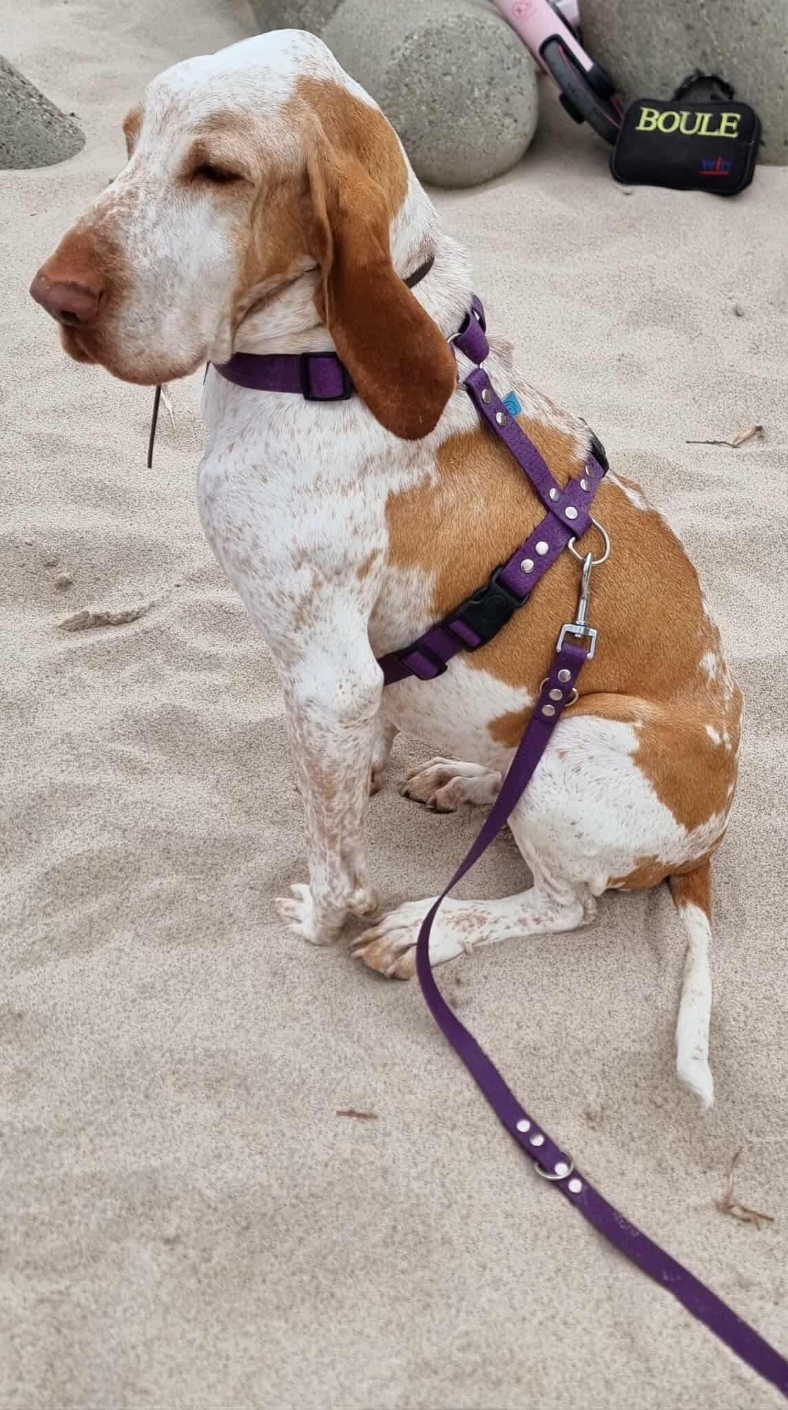 Smycz przepinana Psiumpel, dla Psa i dla Ciebie, spaceruj modnie i wygodnie