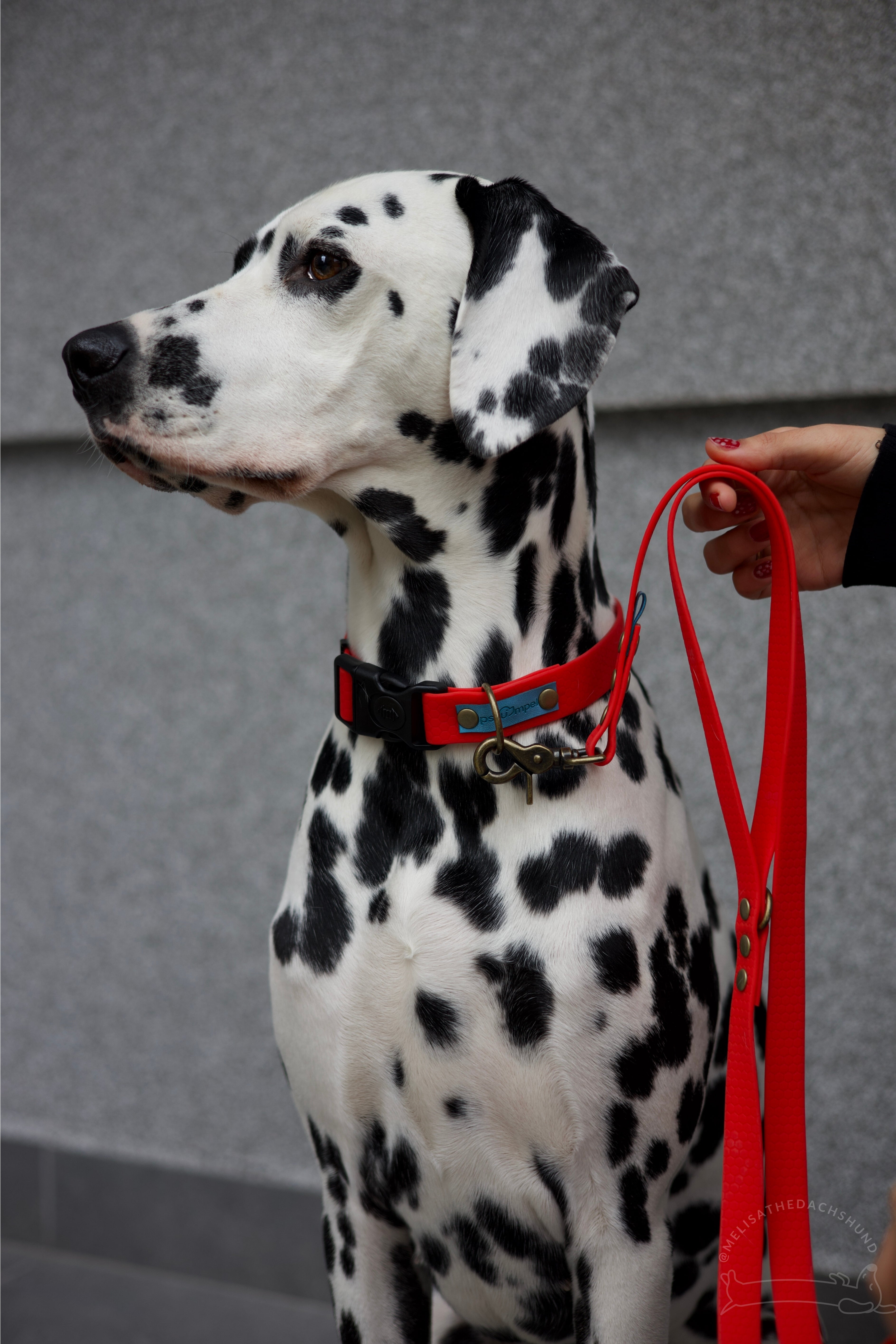 Wodoodporna obroża z klamrą Psiumpel, dla Psa i dla Ciebie, spaceruj modnie i wygodnie
