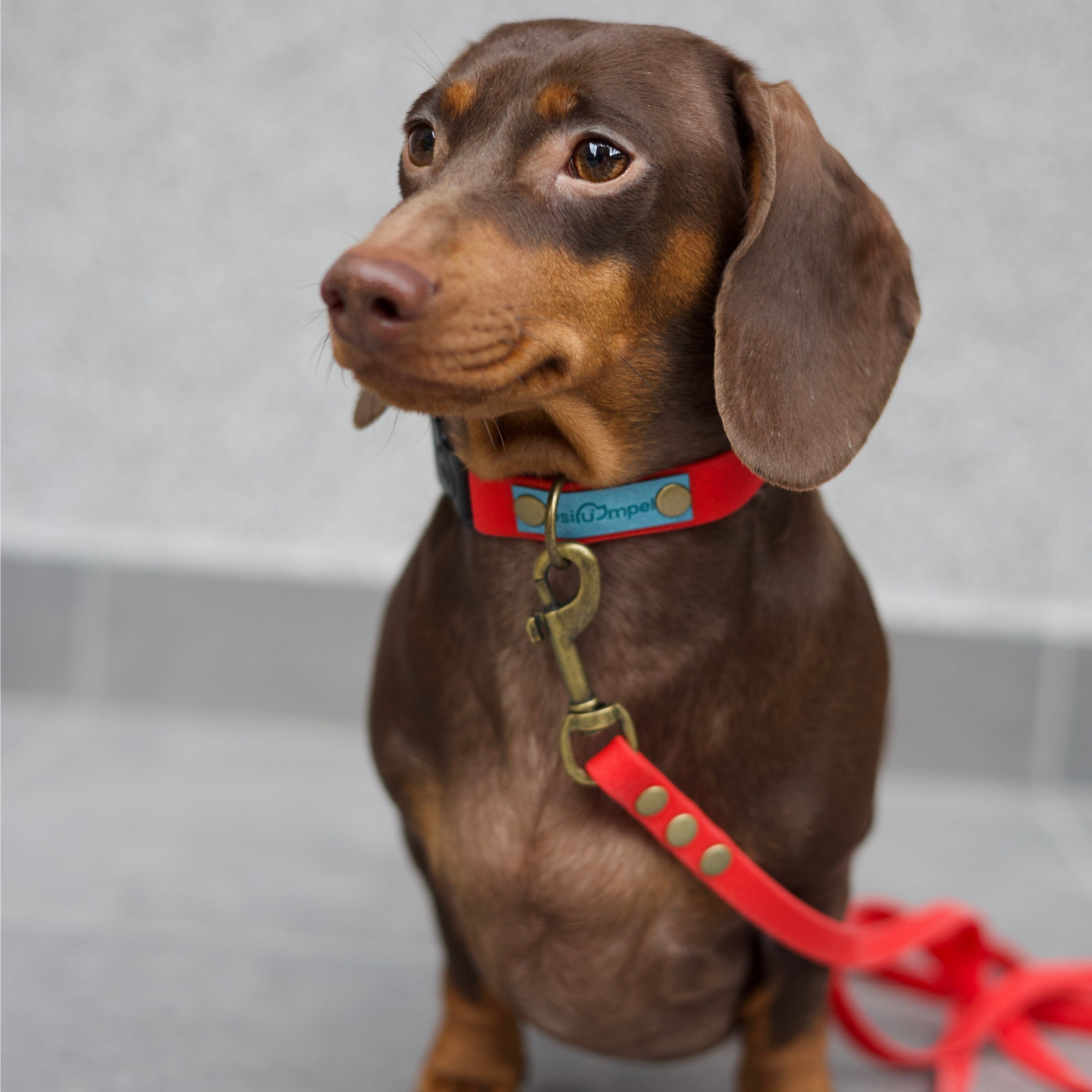 Wodoodporna obroża z klamrą Psiumpel, dla Psa i dla Ciebie, spaceruj modnie i wygodnie