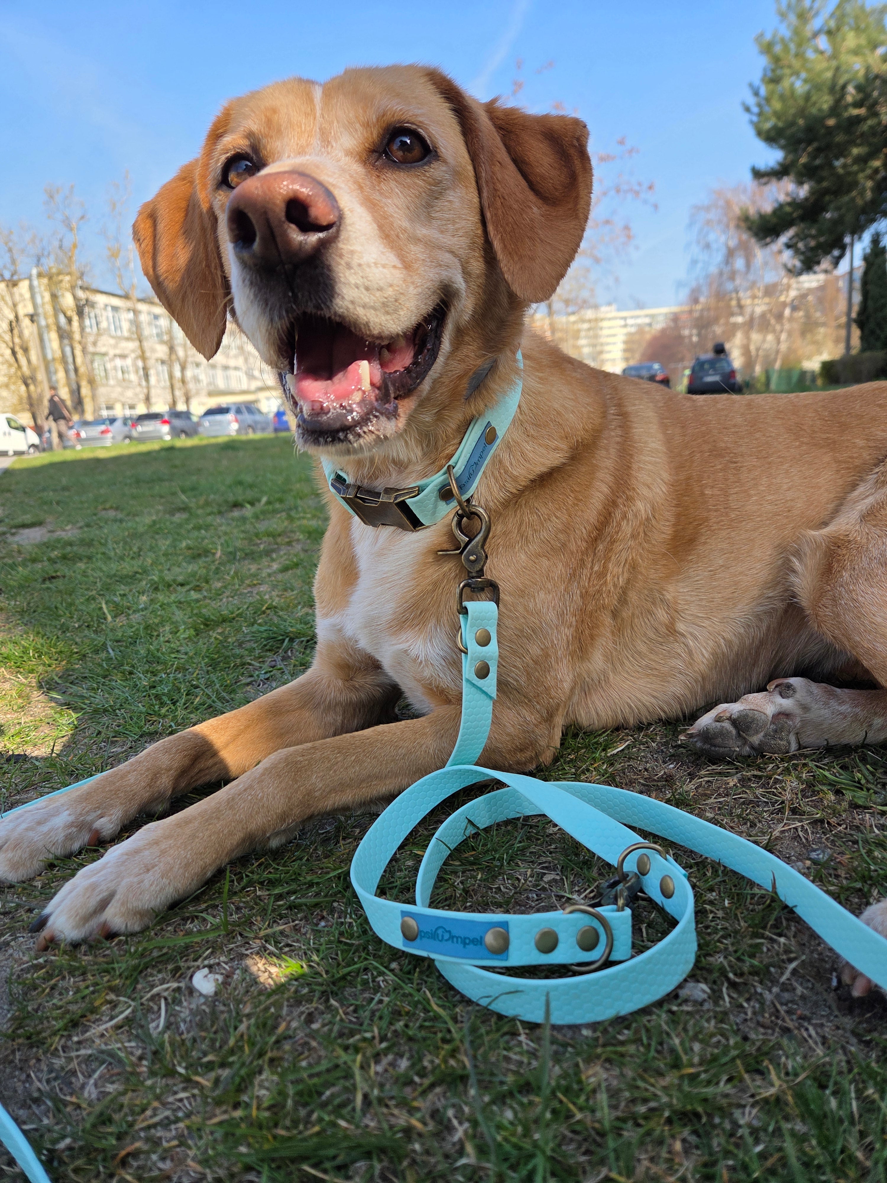 Wodoodporna obroża z klamrą Psiumpel, dla Psa i dla Ciebie, spaceruj modnie i wygodnie