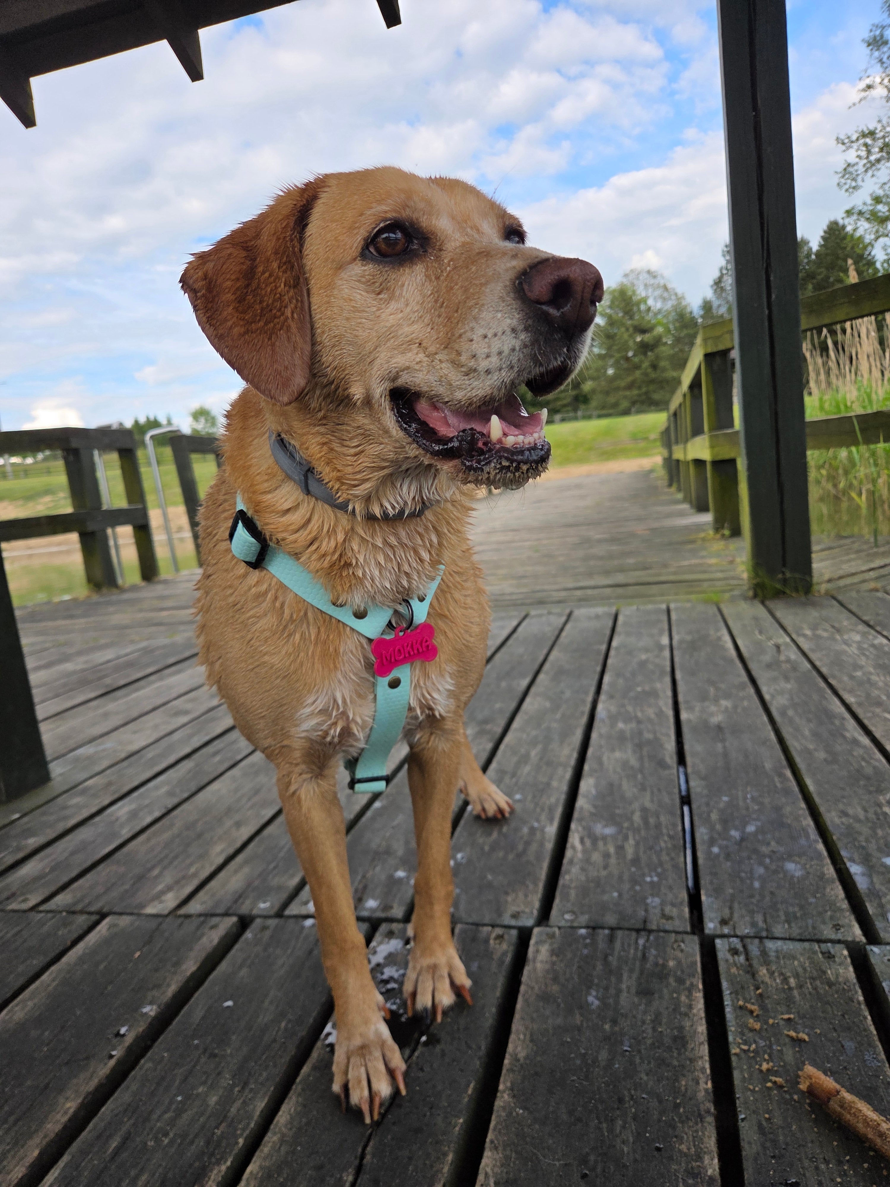 Wodoodporne szelki guard Psiumpel, dla Psa i dla Ciebie, spaceruj modnie i wygodnie