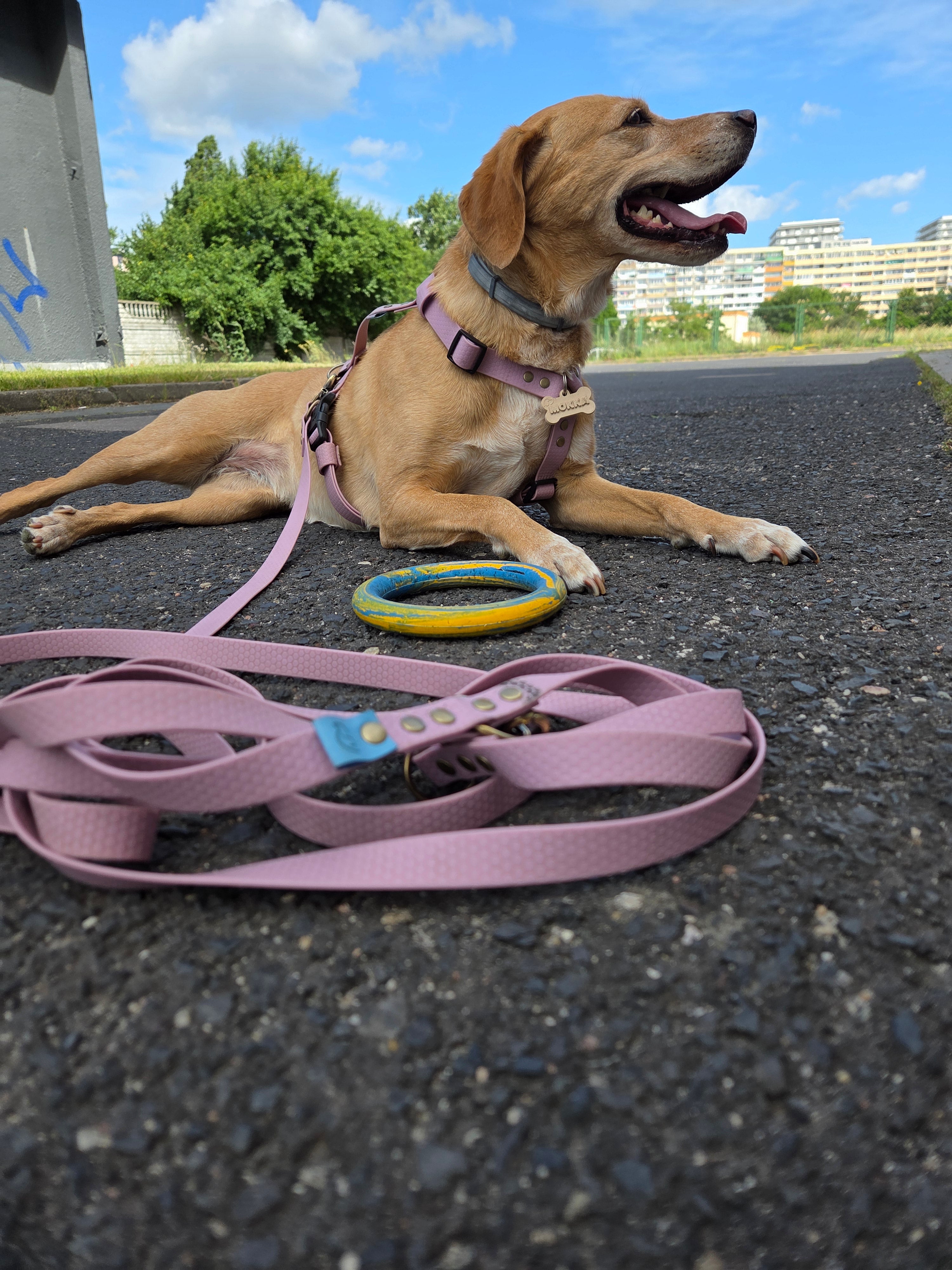 Wodoodporne szelki guard Psiumpel, dla Psa i dla Ciebie, spaceruj modnie i wygodnie