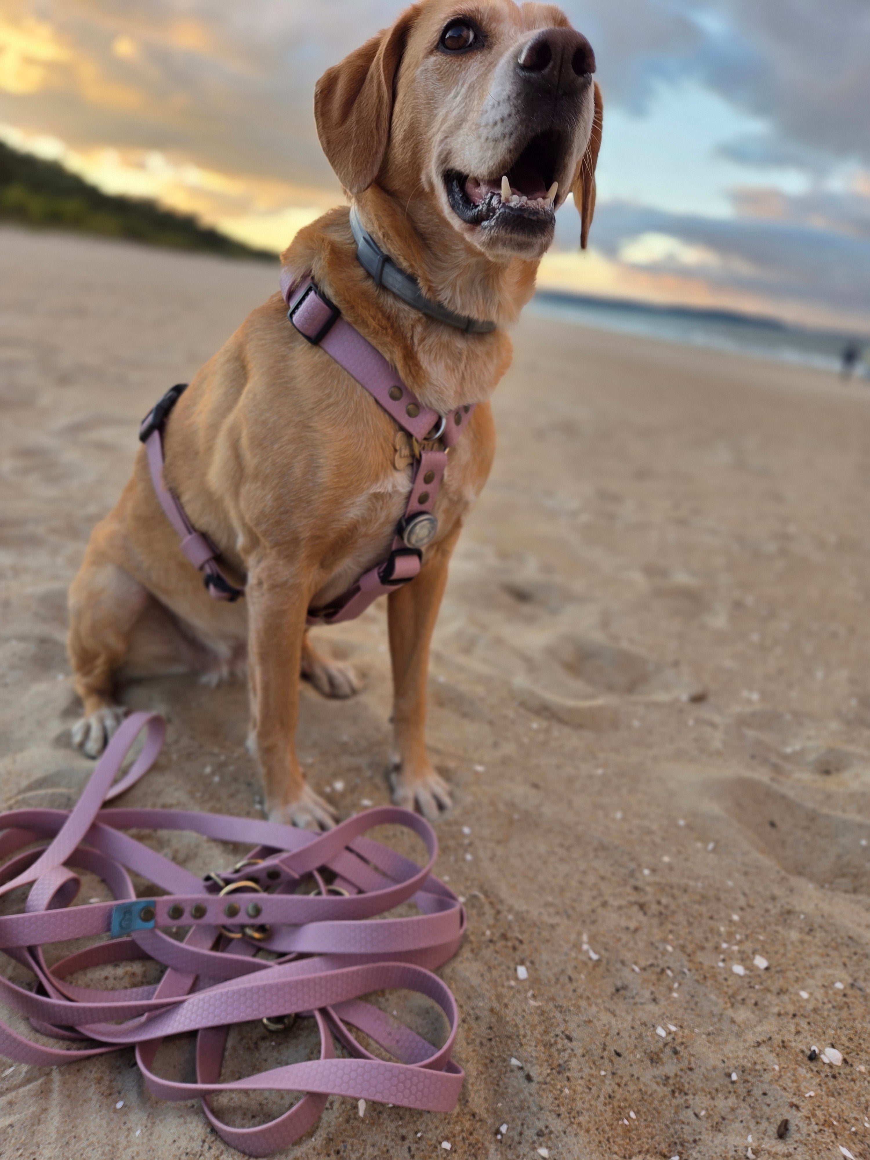 Wodoodporne szelki guard Psiumpel, dla Psa i dla Ciebie, spaceruj modnie i wygodnie