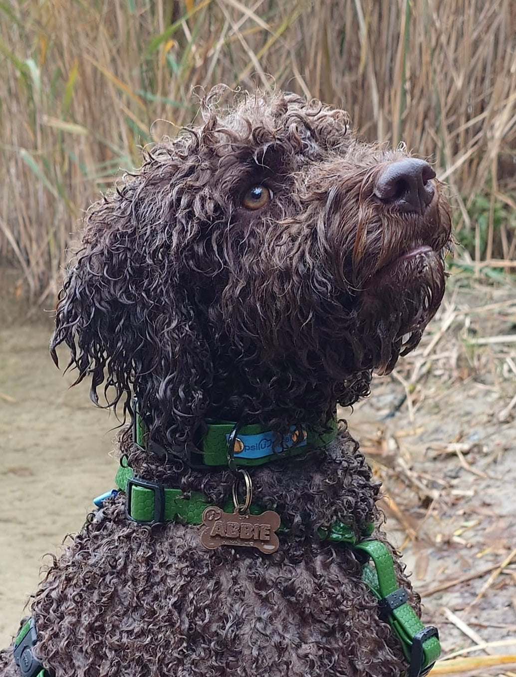 Adresówka z tworzywa Psiumpel, dla Psa i dla Ciebie, spaceruj modnie i wygodnie