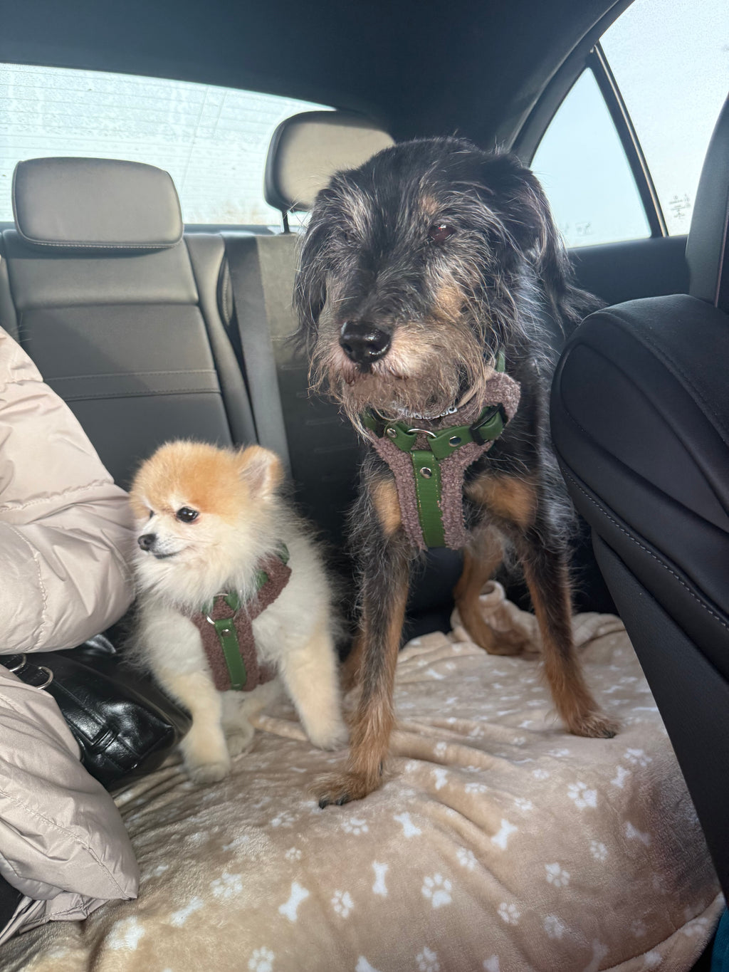 Bezuciskowe szelki guard - TEDDY Psiumpel, dla Psa i dla Ciebie, spaceruj modnie i wygodnie