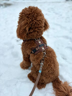 Bezuciskowe szelki guard - TEDDY Psiumpel, dla Psa i dla Ciebie, spaceruj modnie i wygodnie