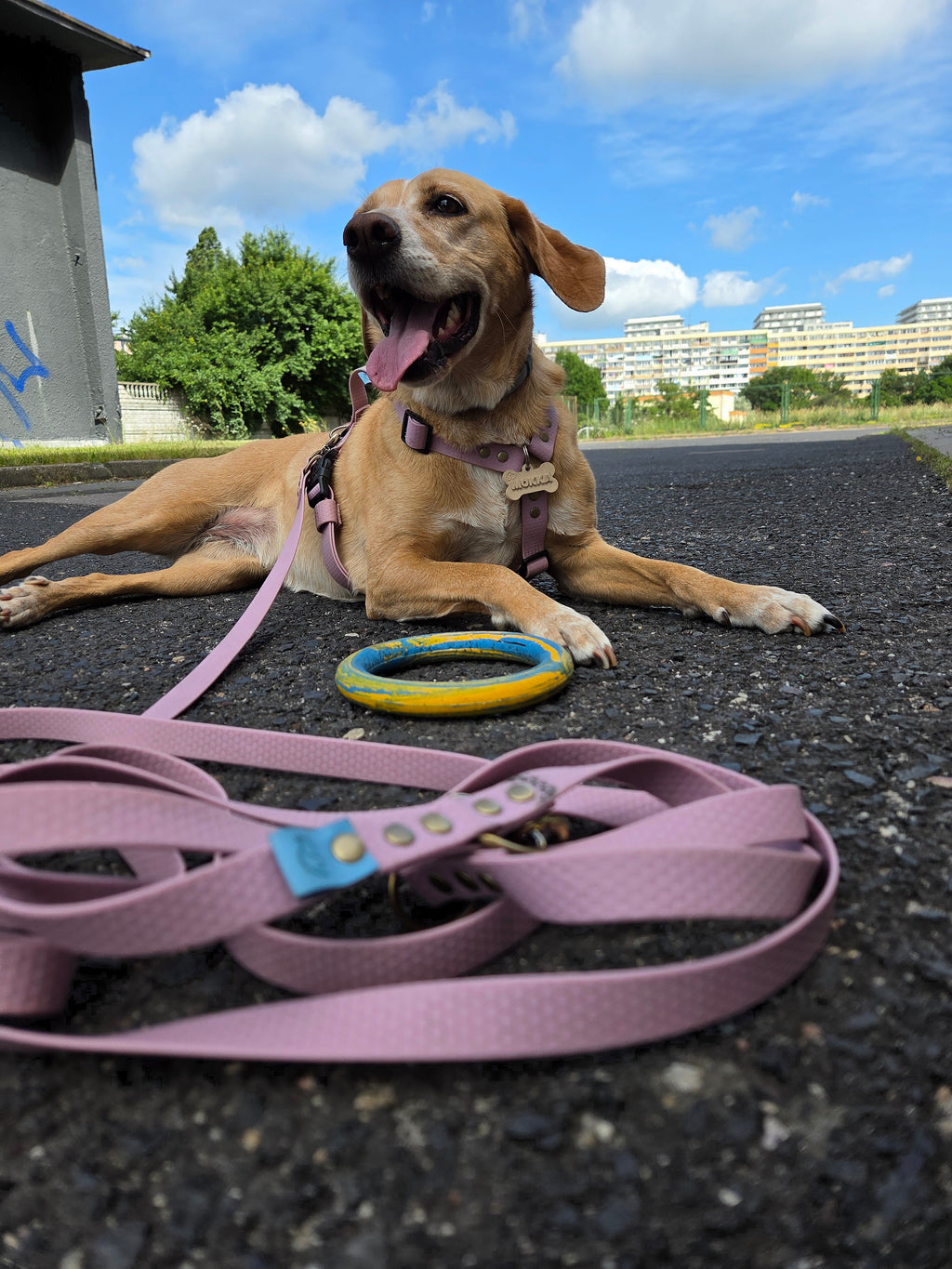 Smycz przepinana - dostępne od ręki Psiumpel, dla Psa i dla Ciebie, spaceruj modnie i wygodnie