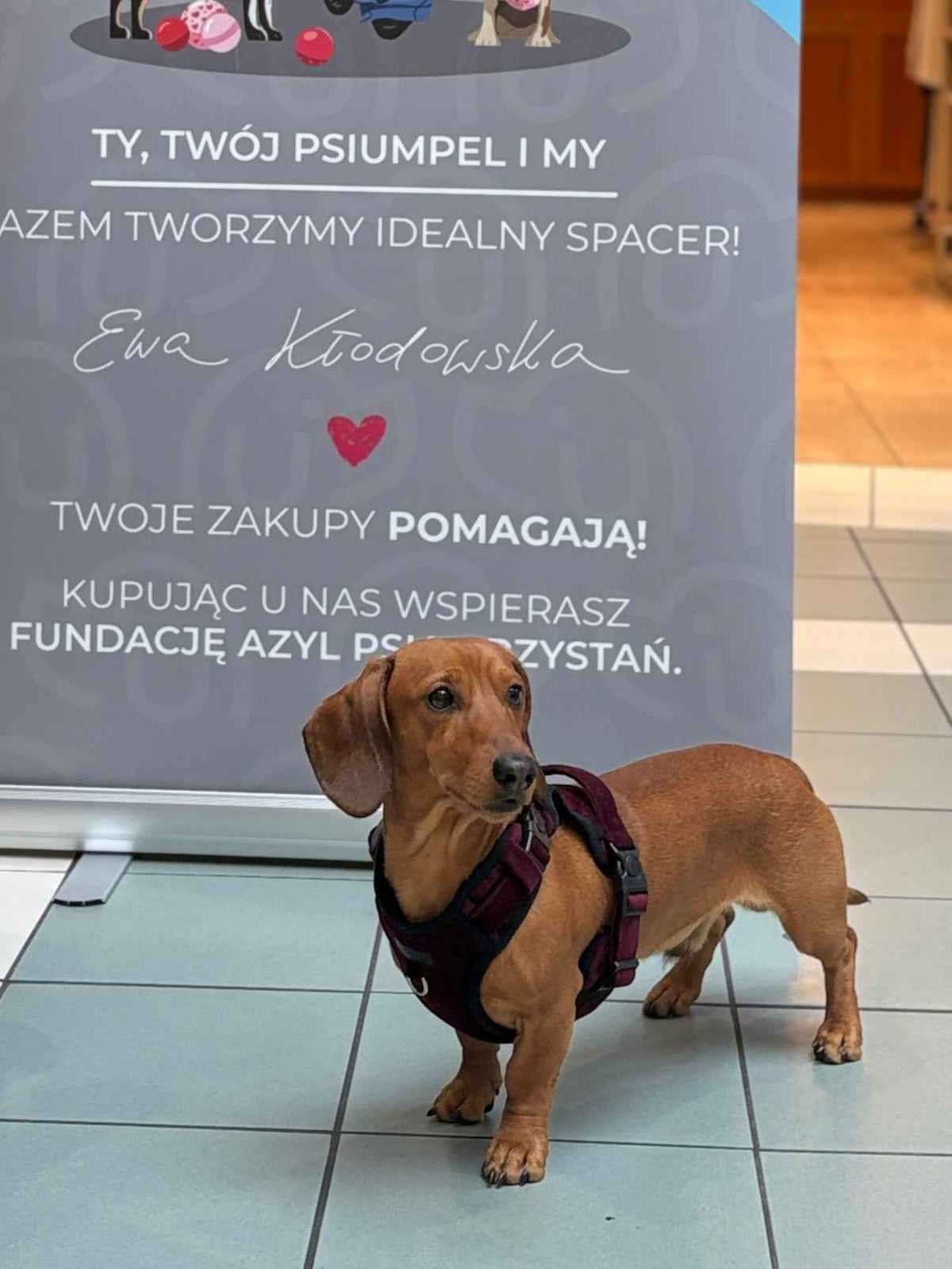 Bezuciskowe szelki guard z panelem komfort
