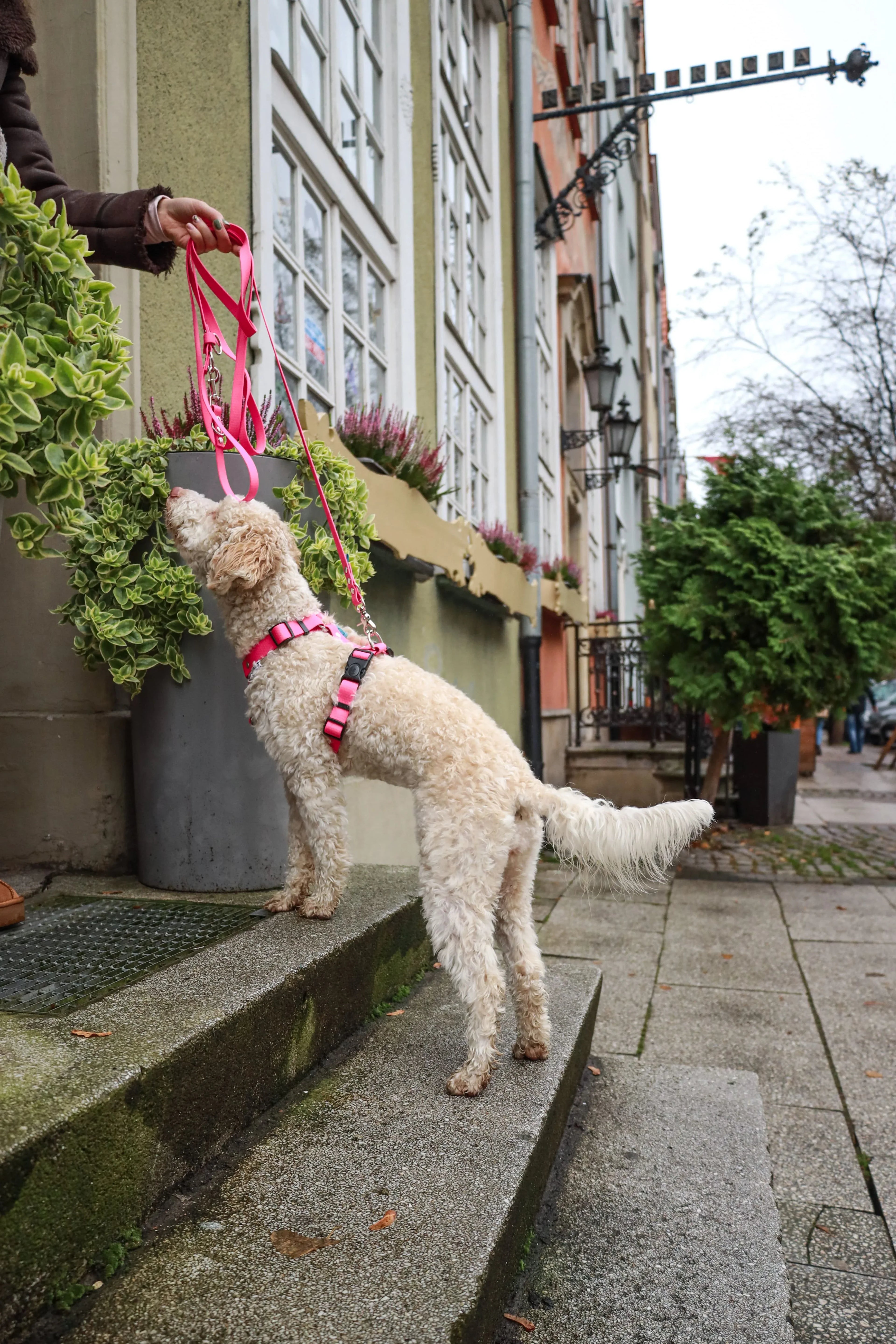 Wodoodporne szelki guard Psiumpel, dla Psa i dla Ciebie, spaceruj modnie i wygodnie