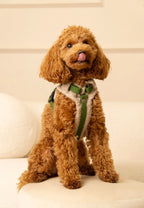 Bezuciskowe szelki guard - TEDDY Psiumpel, dla Psa i dla Ciebie, spaceruj modnie i wygodnie