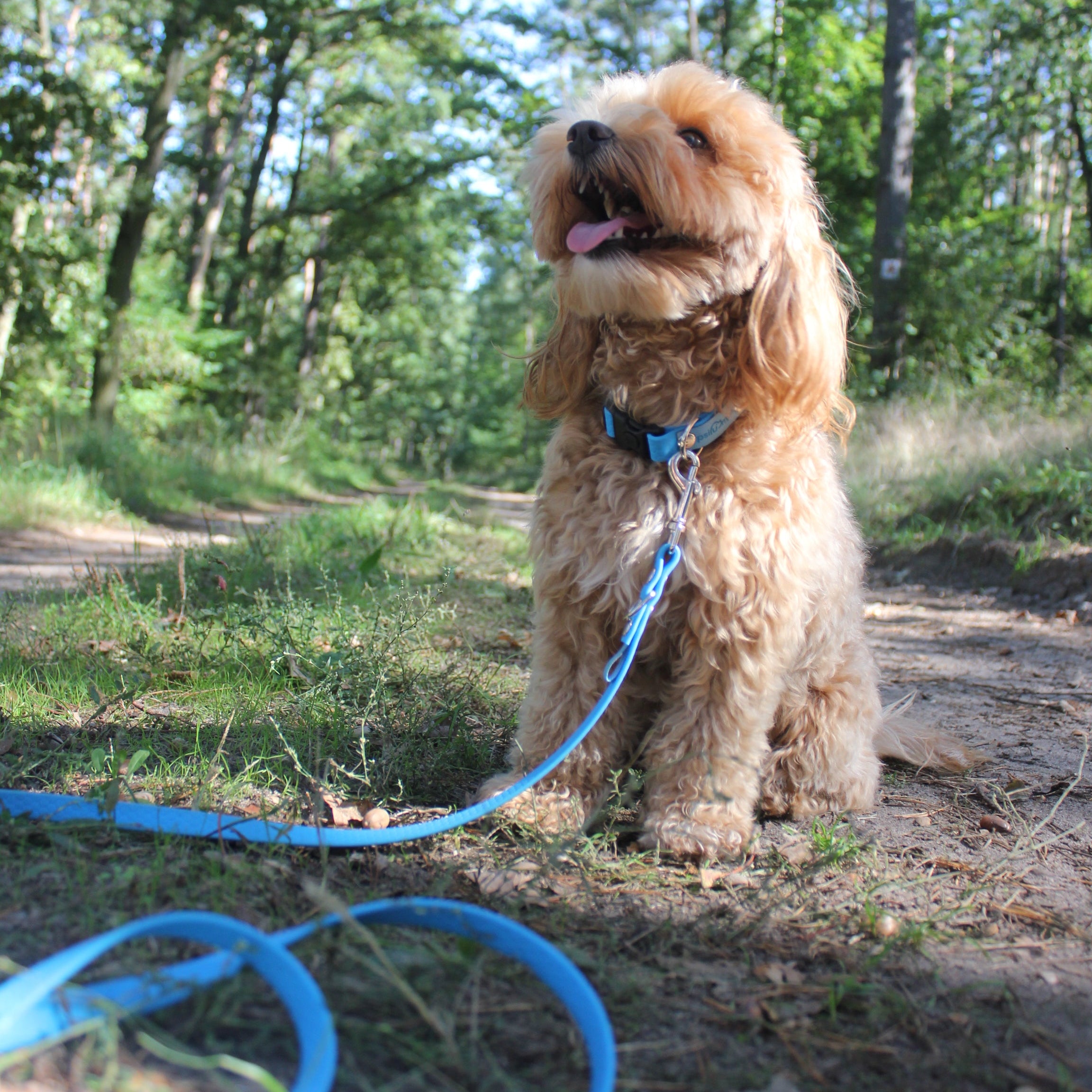 Smycz przepinana Psiumpel, dla Psa i dla Ciebie, spaceruj modnie i wygodnie