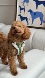 Bezuciskowe szelki guard - TEDDY Psiumpel, dla Psa i dla Ciebie, spaceruj modnie i wygodnie