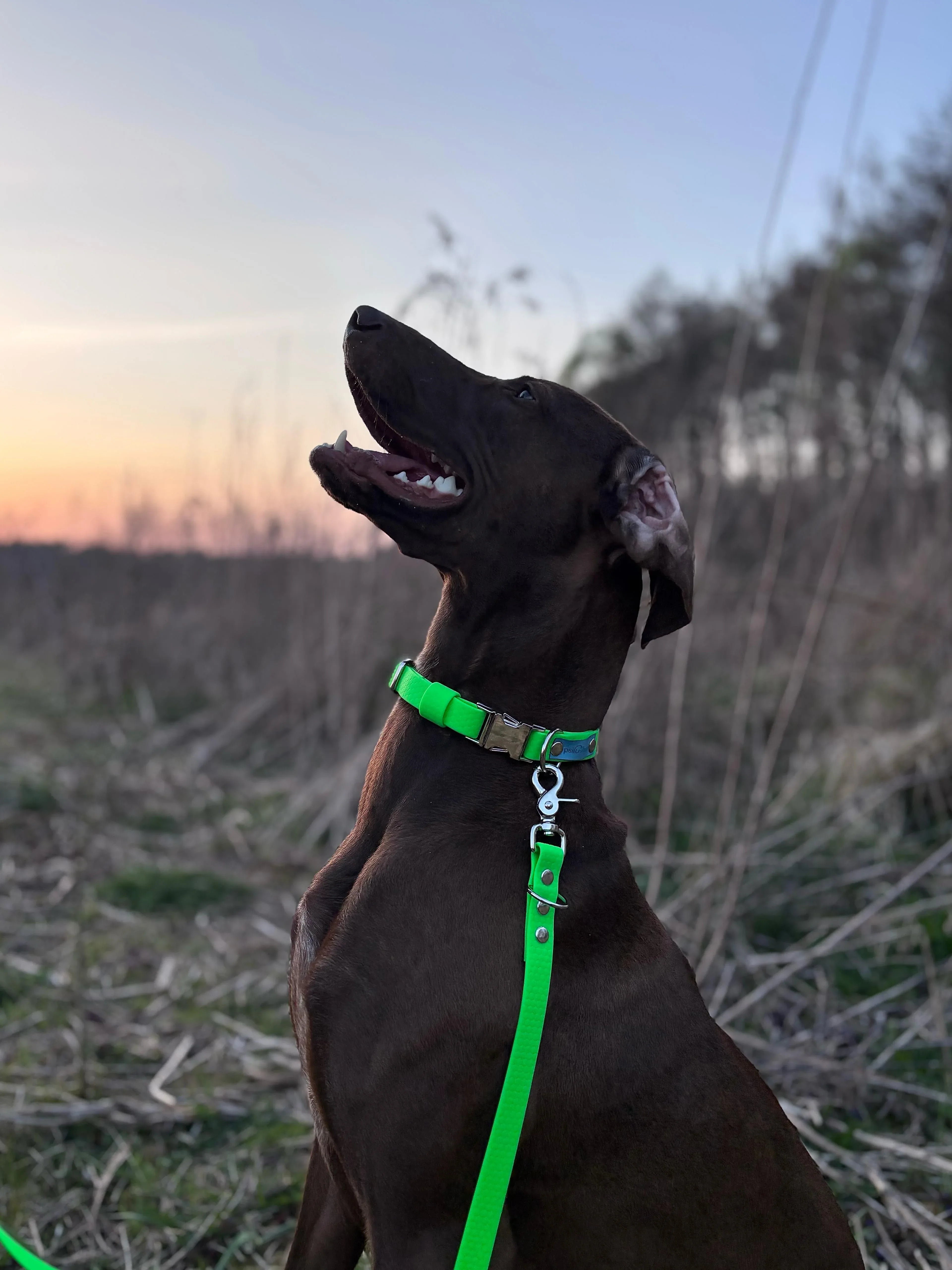 Wodoodporna obroża z klamrą Psiumpel, dla Psa i dla Ciebie, spaceruj modnie i wygodnie