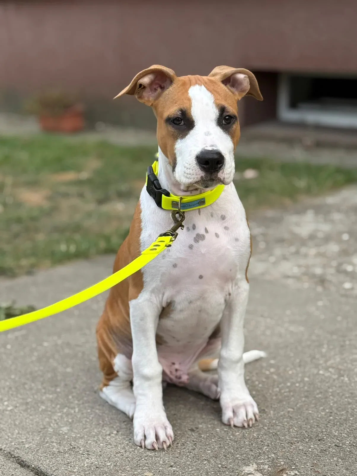 Wodoodporna obroża z klamrą Psiumpel, dla Psa i dla Ciebie, spaceruj modnie i wygodnie