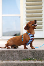 Bezuciskowe szelki guard - SUMMER LINES