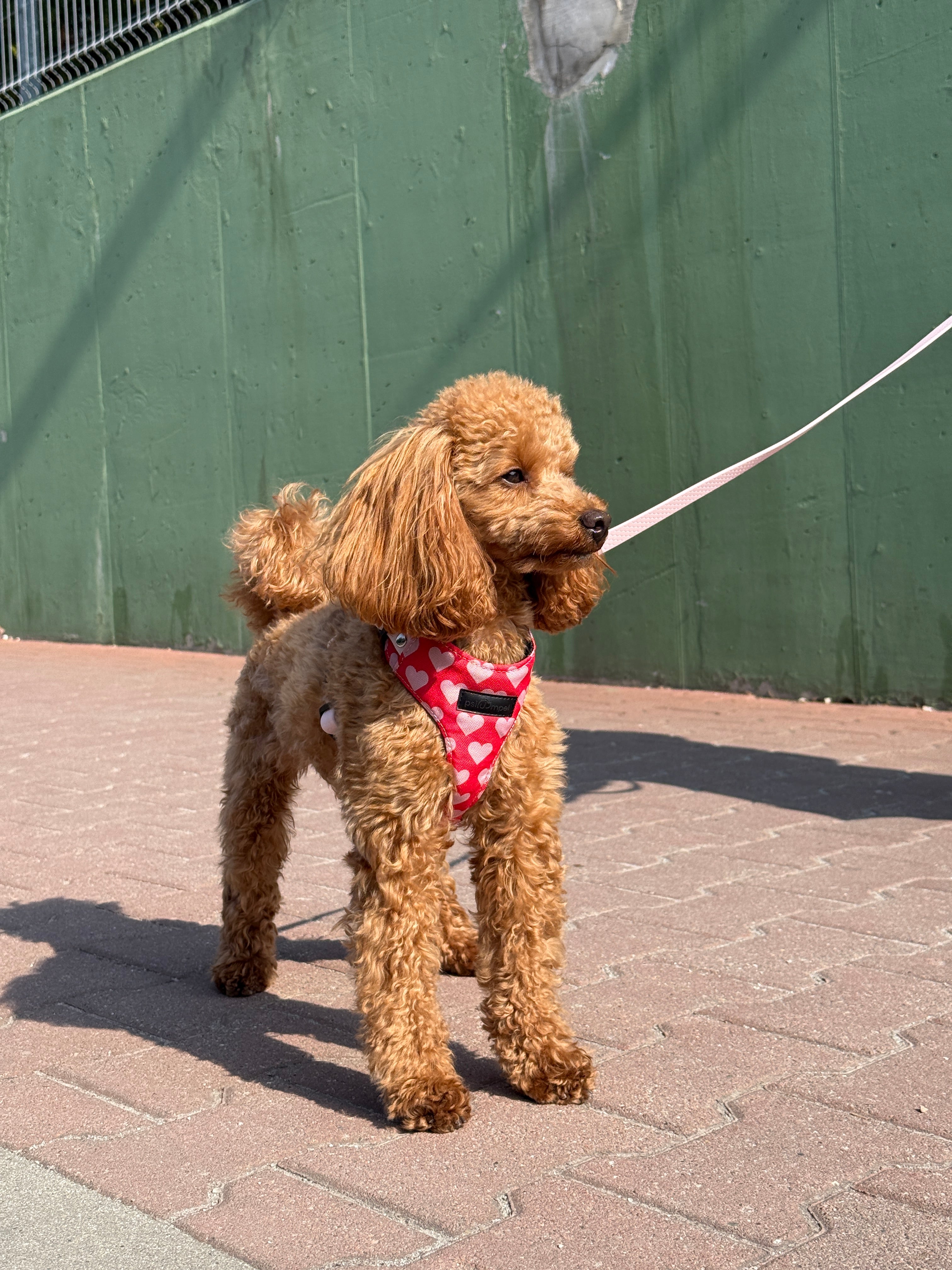 Bezuciskowe szelki guard - HEARTS Psiumpel, dla Psa i dla Ciebie, spaceruj modnie i wygodnie