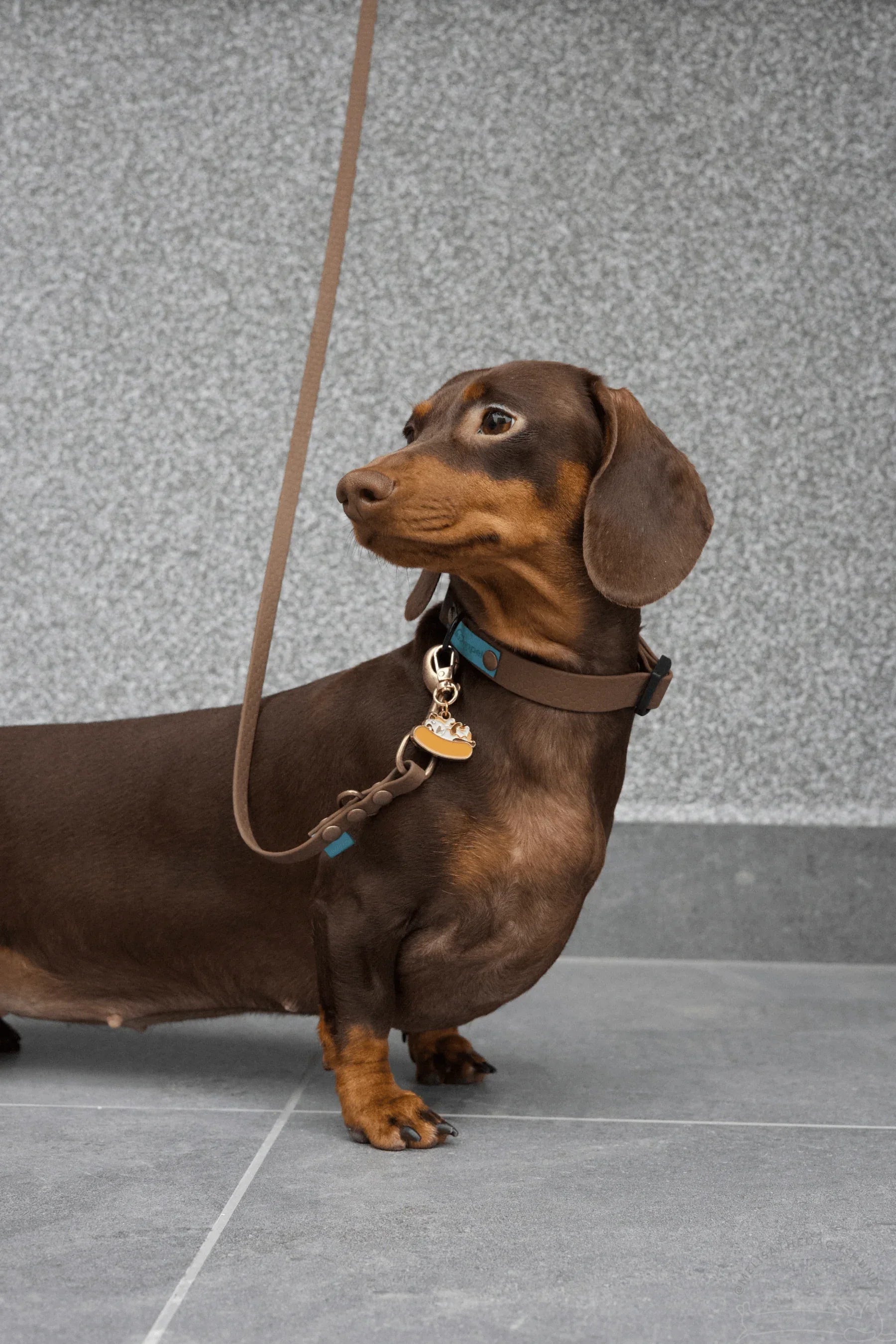 Wodoodporna obroża z klamrą Psiumpel, dla Psa i dla Ciebie, spaceruj modnie i wygodnie