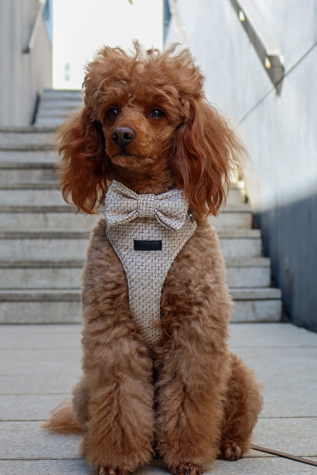 Bezuciskowe szelki guard - TWEED Psiumpel, dla Psa i dla Ciebie, spaceruj modnie i wygodnie