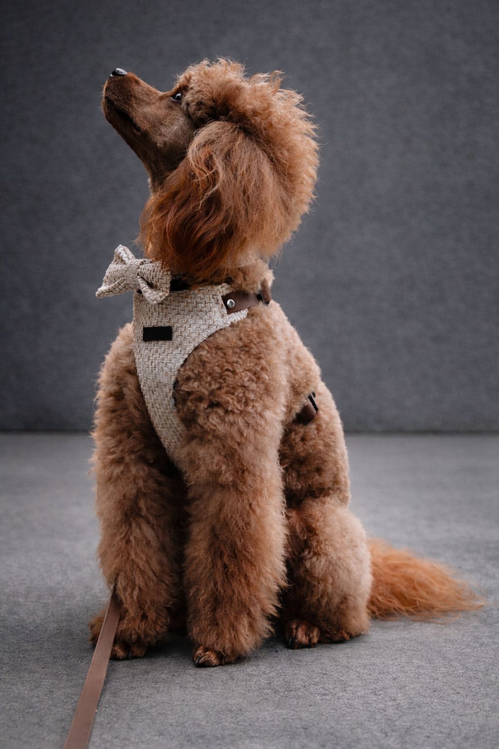 Bezuciskowe szelki guard - TWEED Psiumpel, dla Psa i dla Ciebie, spaceruj modnie i wygodnie