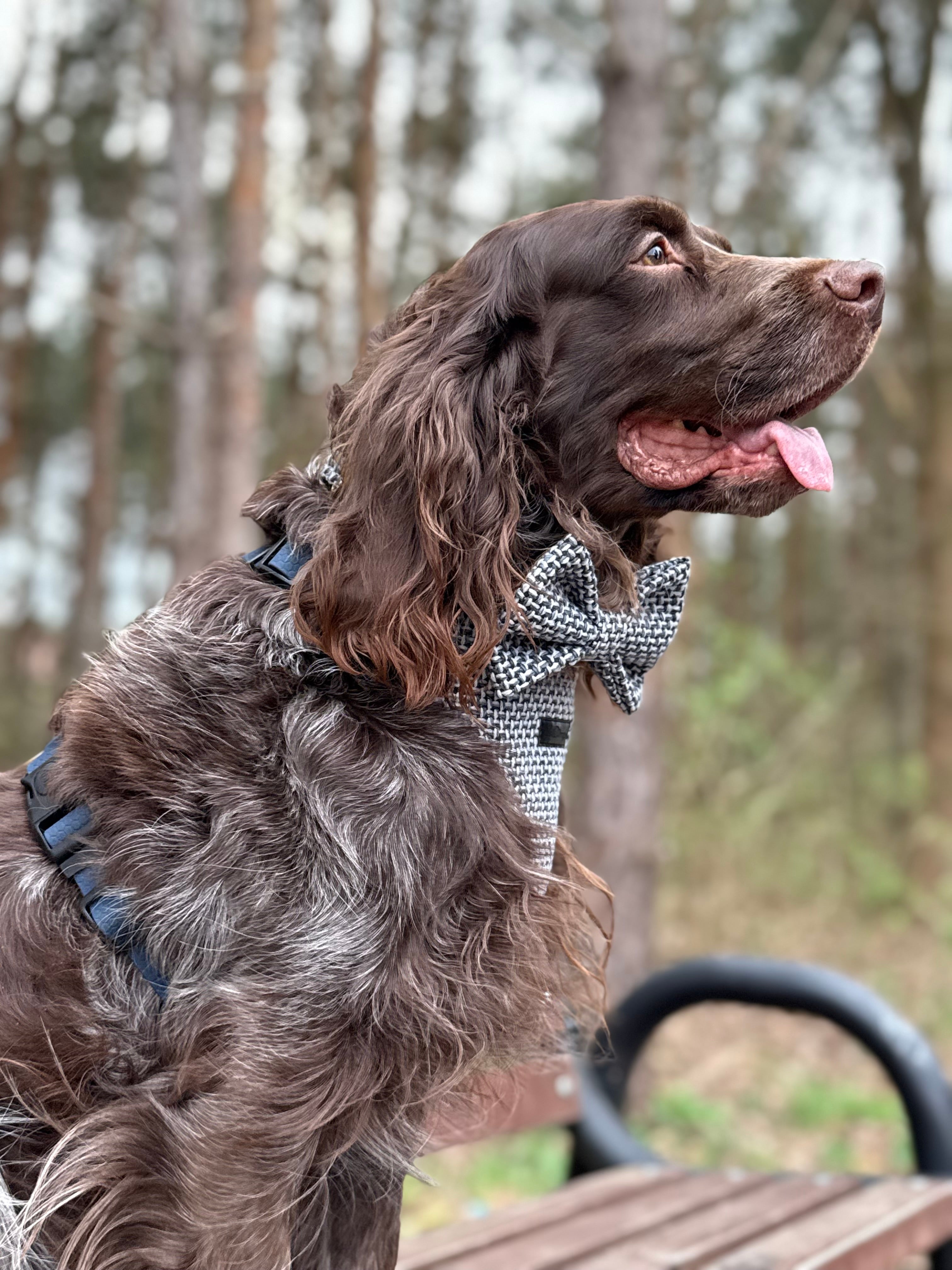 Kokarda/Mucha TWEED BLUE - dodatek do obroży i szelek Psiumpel, dla Psa i dla Ciebie, spaceruj modnie i wygodnie
