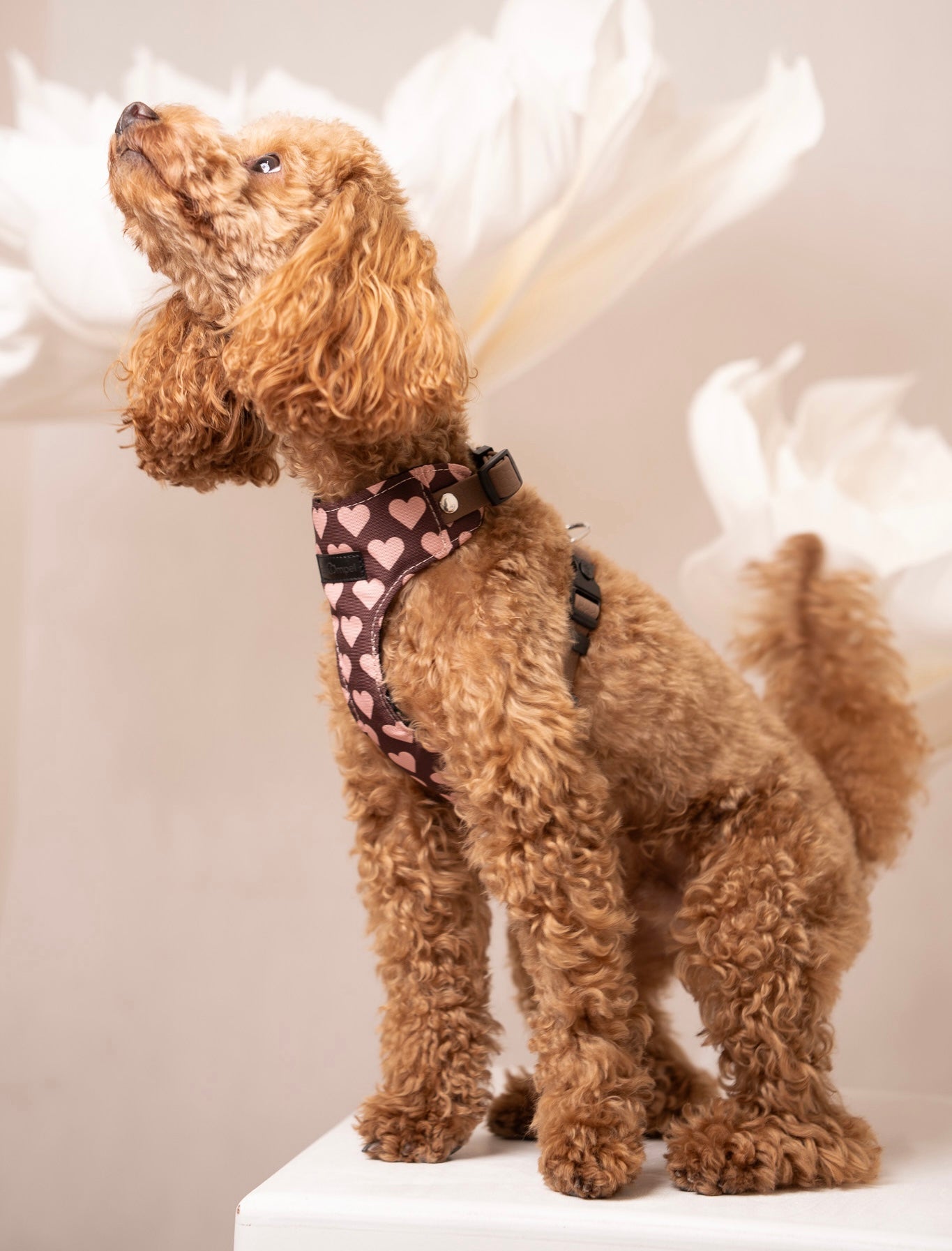 Bezuciskowe szelki guard - HEARTS Psiumpel, dla Psa i dla Ciebie, spaceruj modnie i wygodnie
