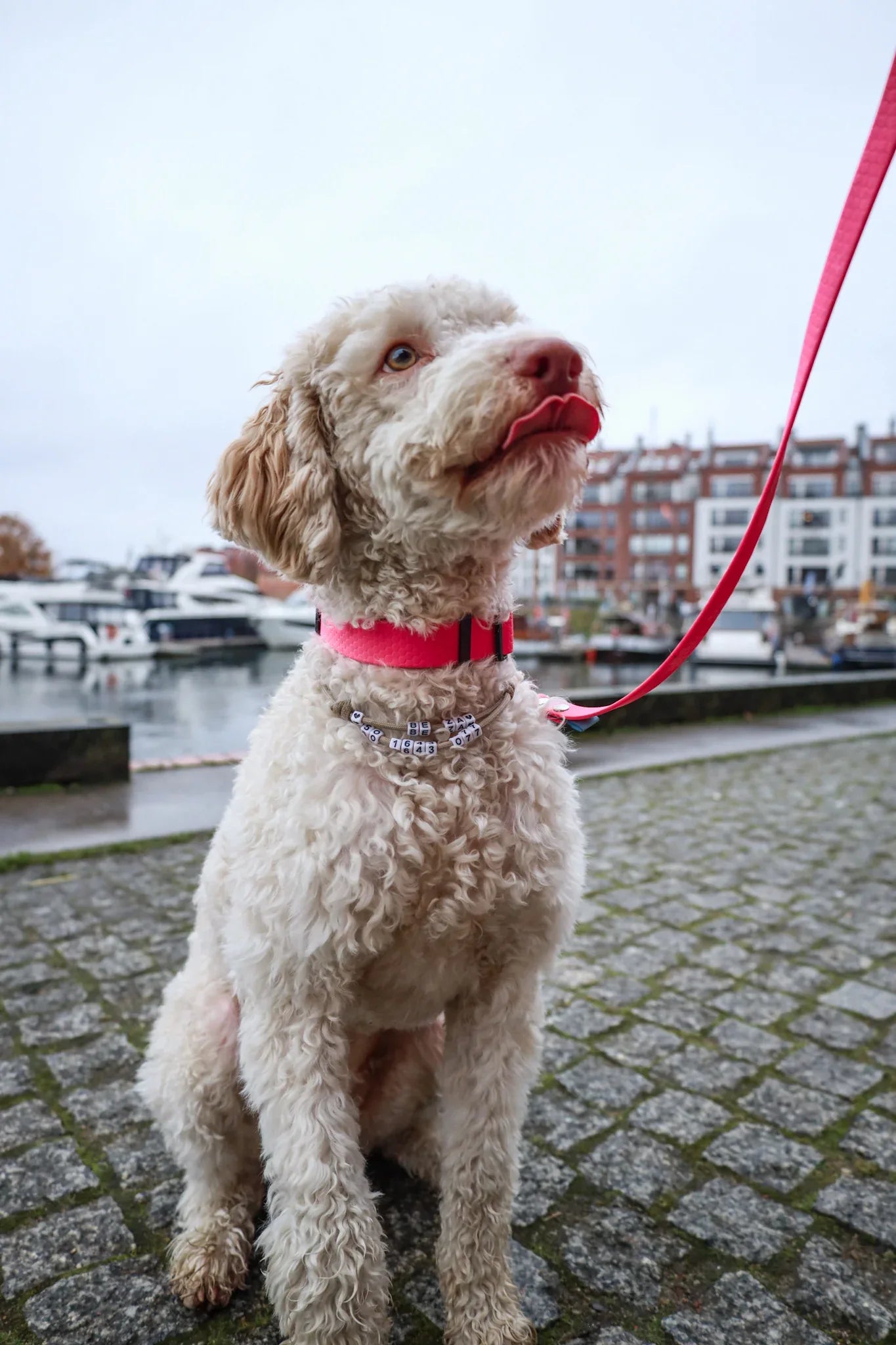 Wodoodporna obroża z klamrą Psiumpel, dla Psa i dla Ciebie, spaceruj modnie i wygodnie