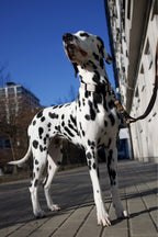 Obroża TWEED Psiumpel, dla Psa i dla Ciebie, spaceruj modnie i wygodnie