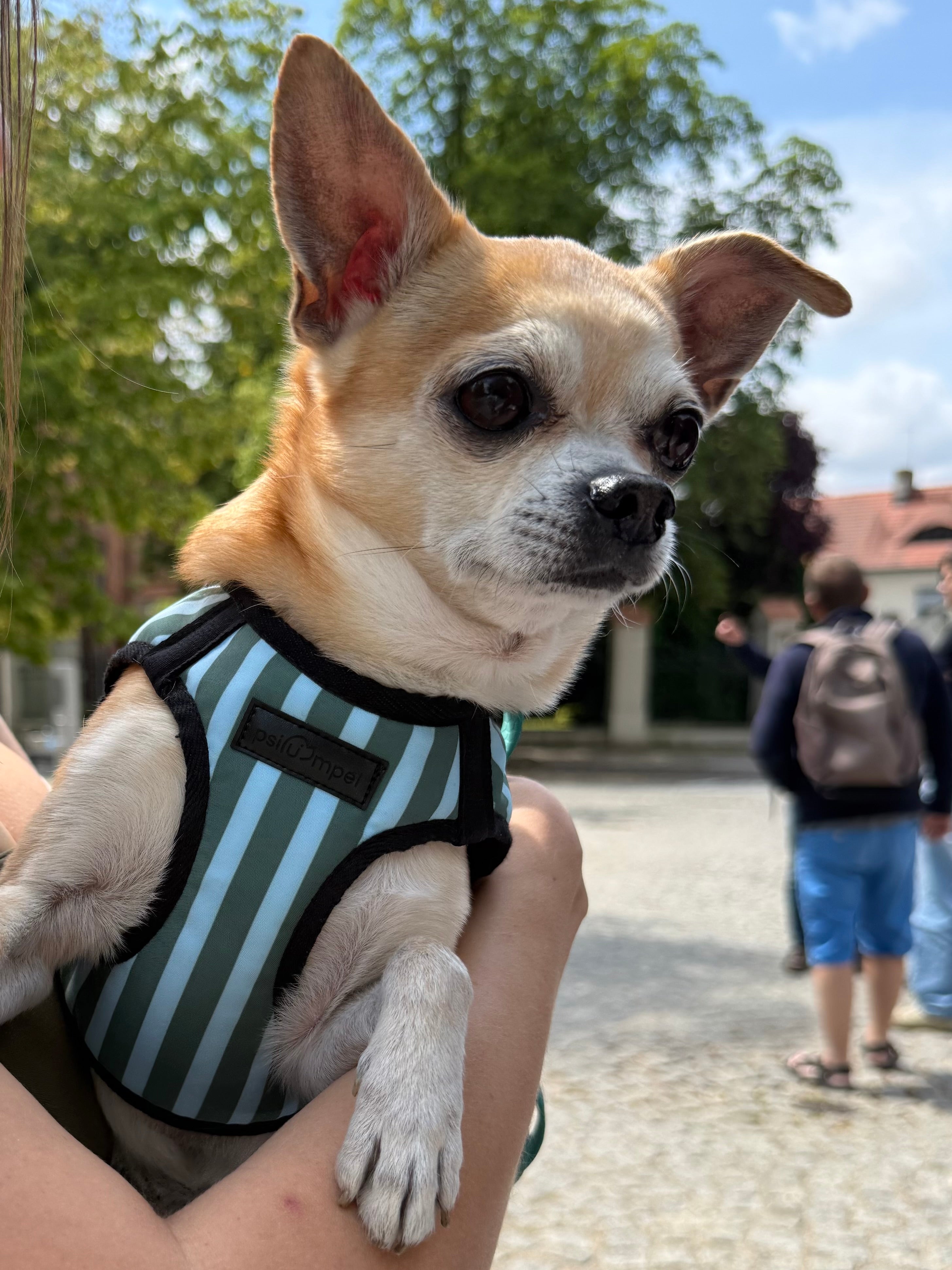 Bezuciskowe szelki kamizelkowe dla psów małych ras
