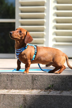 Bezuciskowe szelki guard - SUMMER LINES