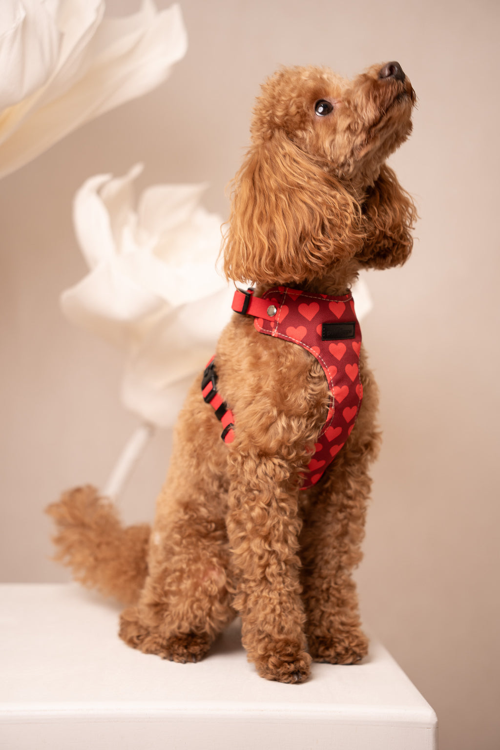 Bezuciskowe szelki guard - HEARTS Psiumpel, dla Psa i dla Ciebie, spaceruj modnie i wygodnie