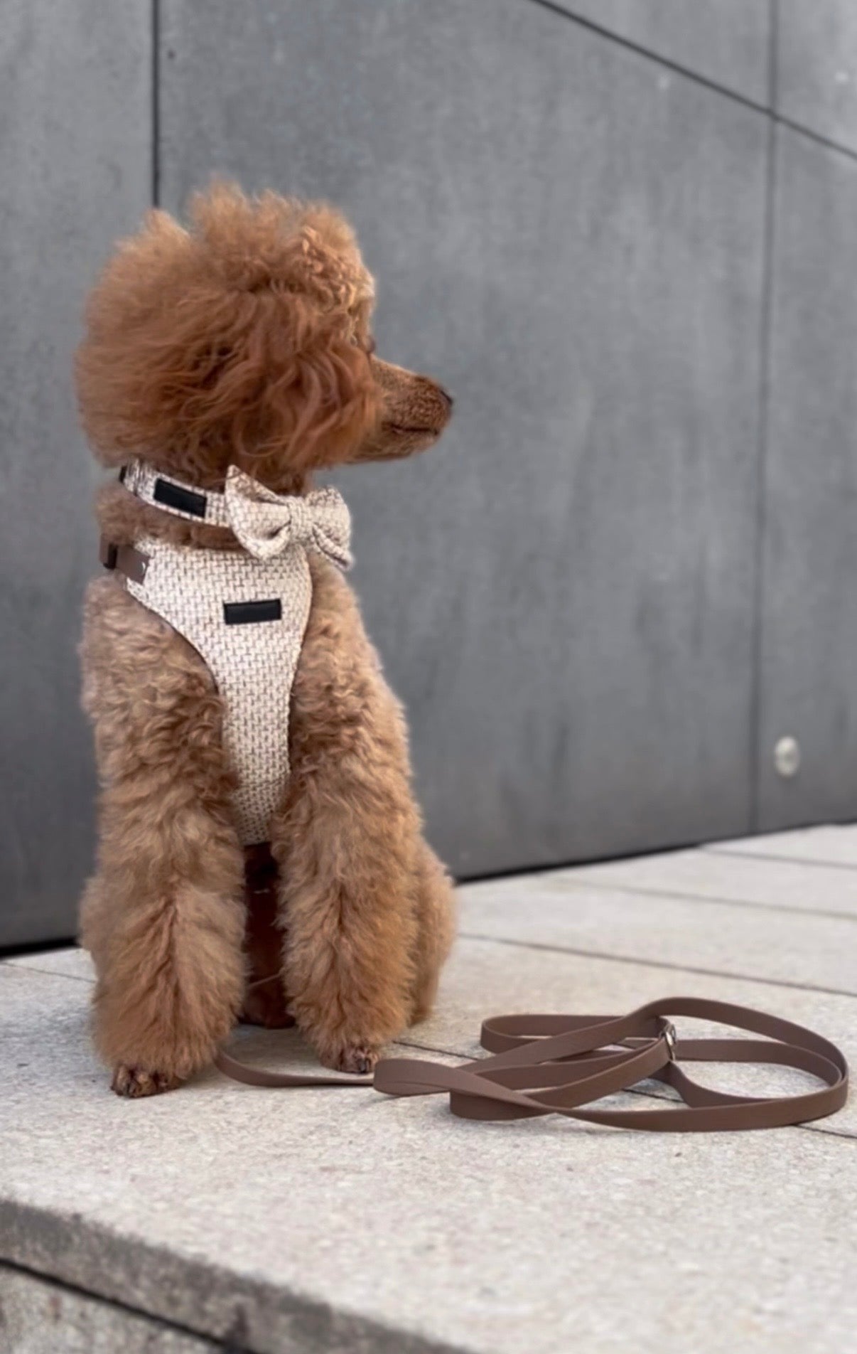 Obroża TWEED Psiumpel, dla Psa i dla Ciebie, spaceruj modnie i wygodnie