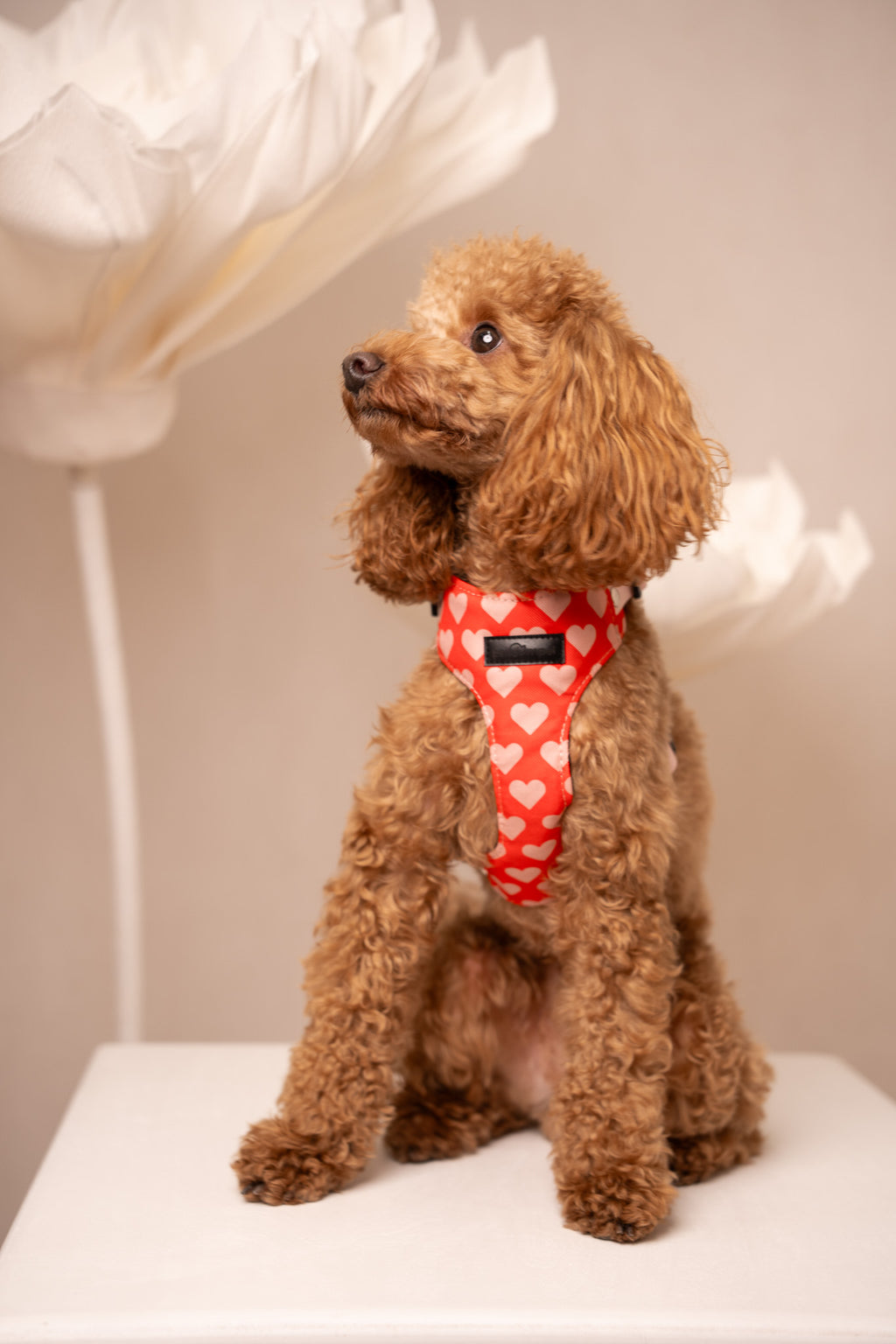 Bezuciskowe szelki guard - HEARTS Psiumpel, dla Psa i dla Ciebie, spaceruj modnie i wygodnie
