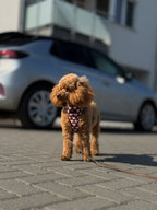 Bezuciskowe szelki guard - HEARTS Psiumpel, dla Psa i dla Ciebie, spaceruj modnie i wygodnie