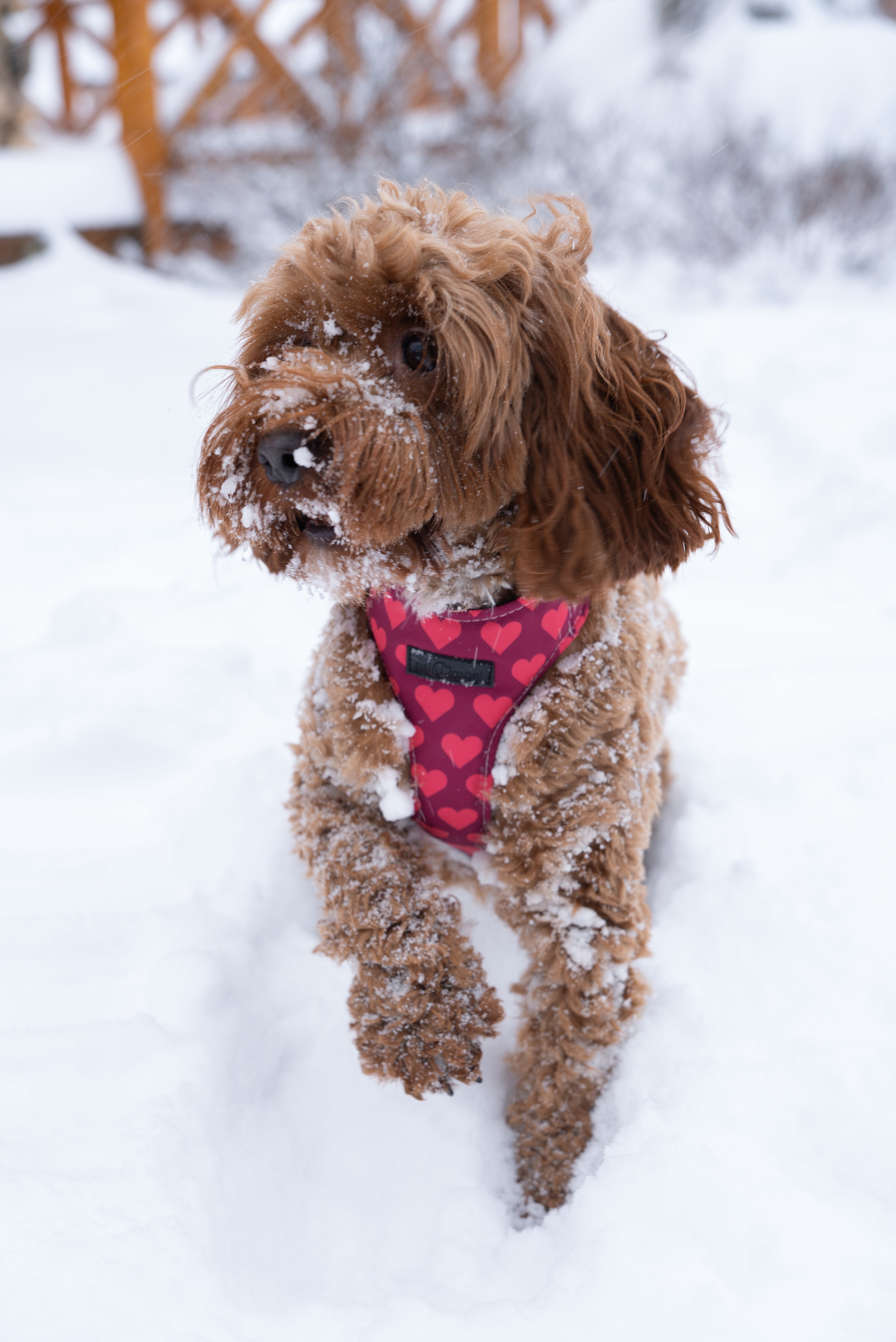 Bezuciskowe szelki guard - HEARTS Psiumpel, dla Psa i dla Ciebie, spaceruj modnie i wygodnie