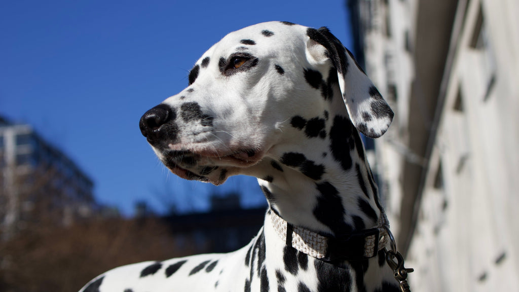 Obroża TWEED Psiumpel, dla Psa i dla Ciebie, spaceruj modnie i wygodnie