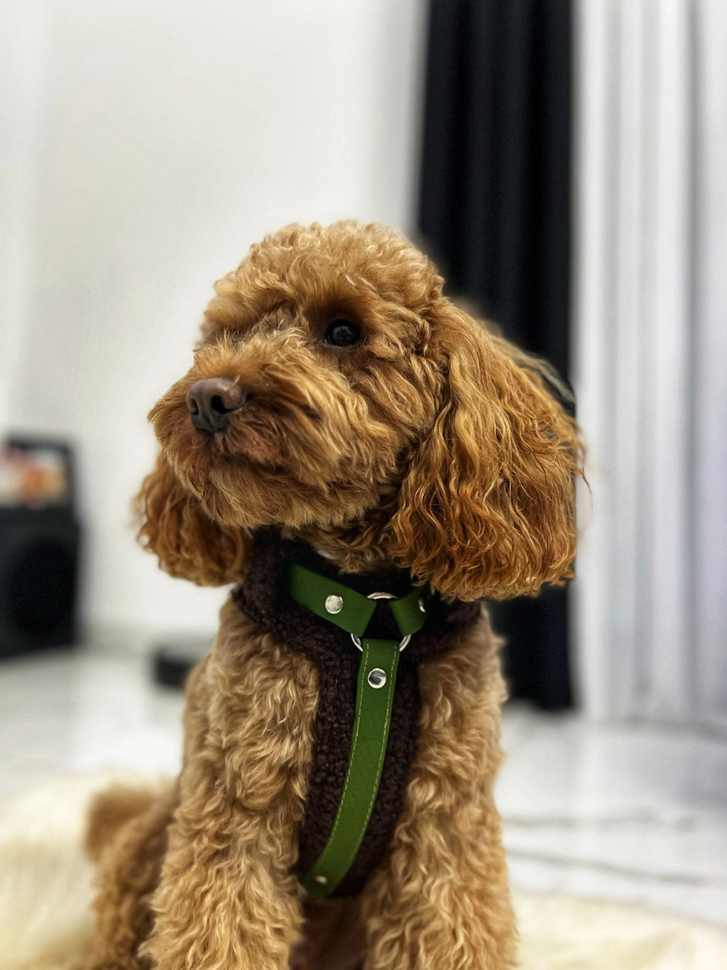 Bezuciskowe szelki guard - TEDDY Psiumpel, dla Psa i dla Ciebie, spaceruj modnie i wygodnie