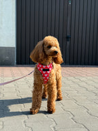 Bezuciskowe szelki guard - HEARTS Psiumpel, dla Psa i dla Ciebie, spaceruj modnie i wygodnie