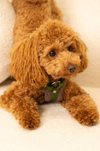 Bezuciskowe szelki guard - TEDDY Psiumpel, dla Psa i dla Ciebie, spaceruj modnie i wygodnie