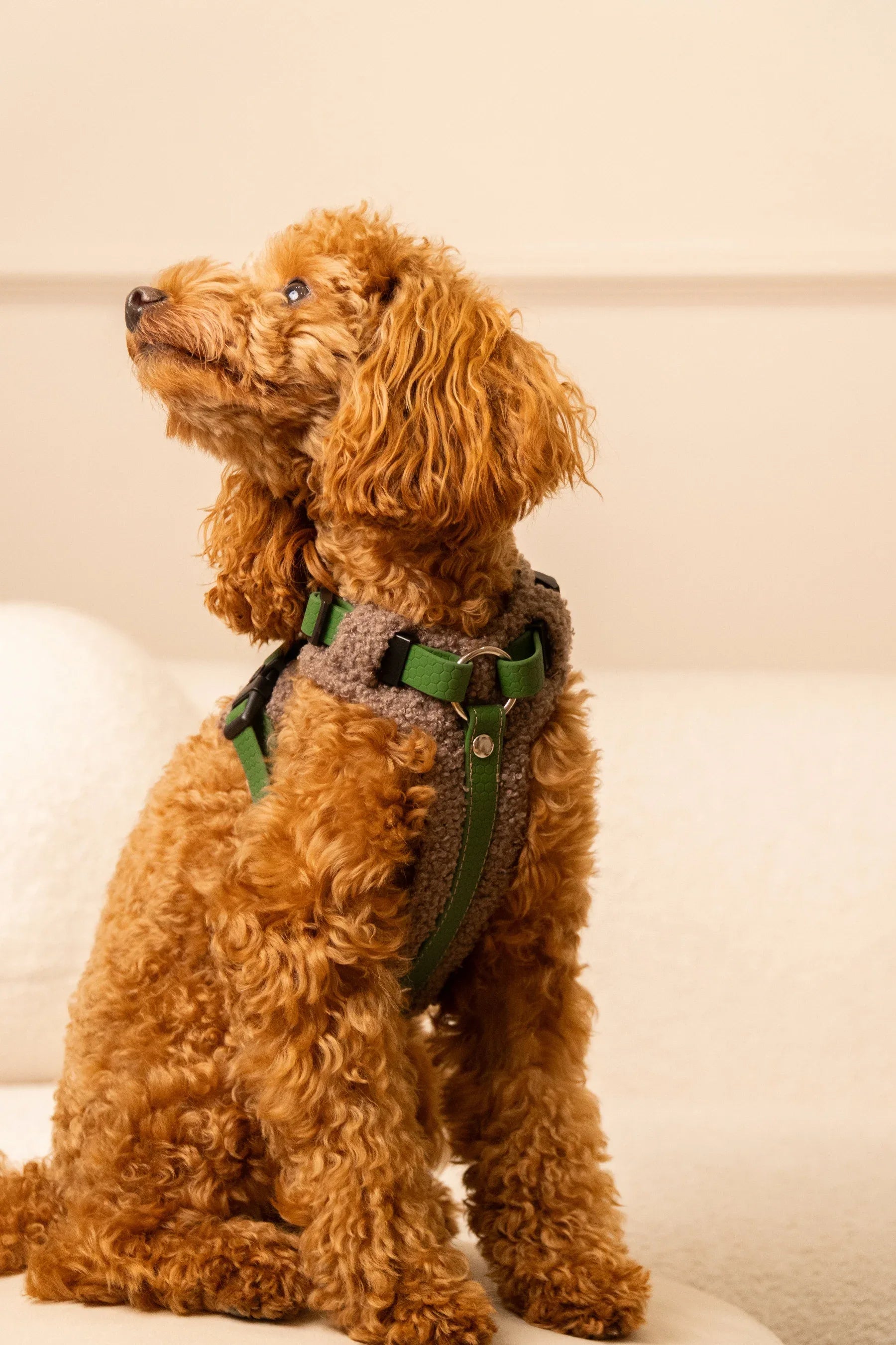 Bezuciskowe szelki guard - TEDDY Psiumpel, dla Psa i dla Ciebie, spaceruj modnie i wygodnie