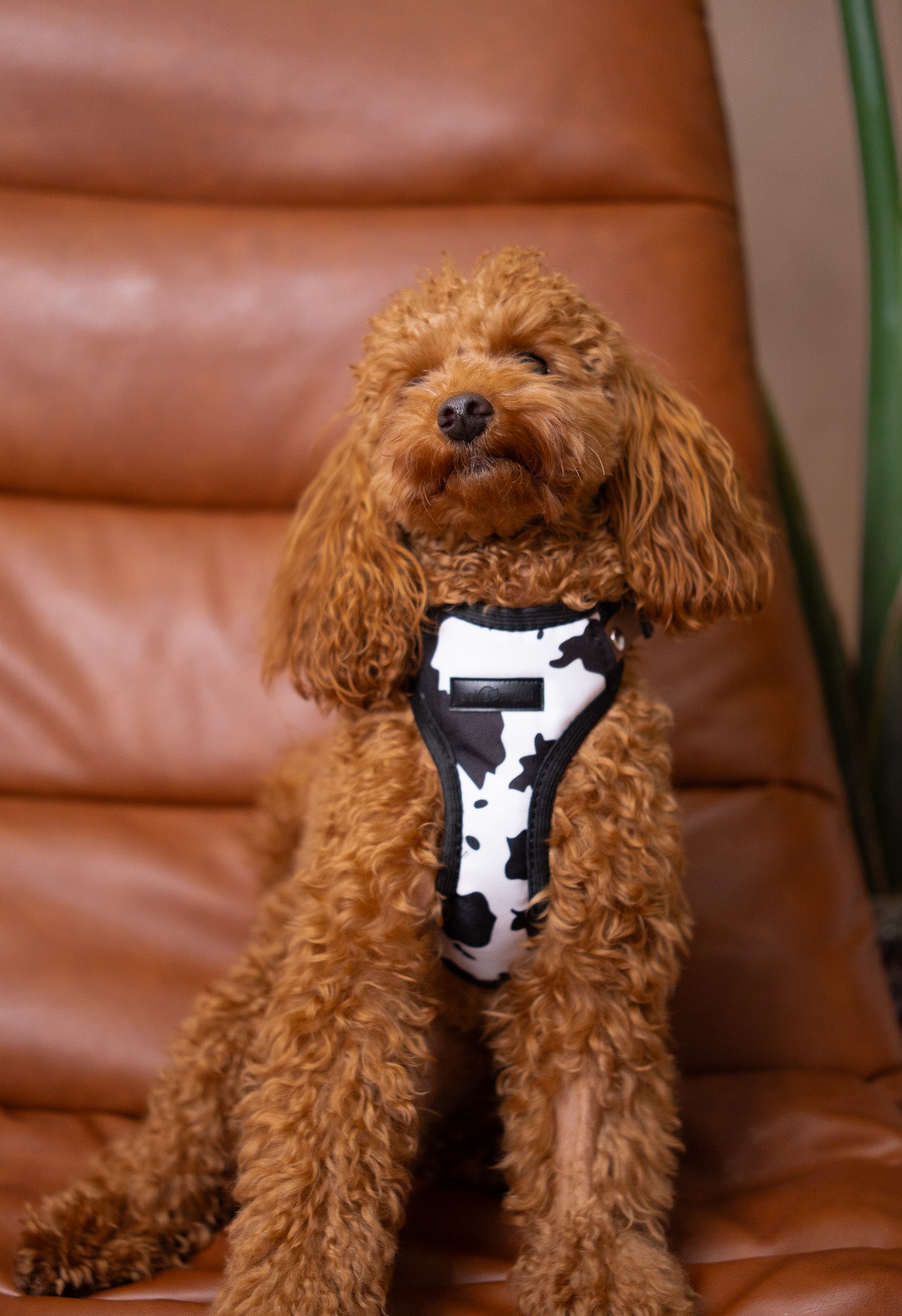 Bezuciskowe szelki guard - WILD Psiumpel, dla Psa i dla Ciebie, spaceruj modnie i wygodnie