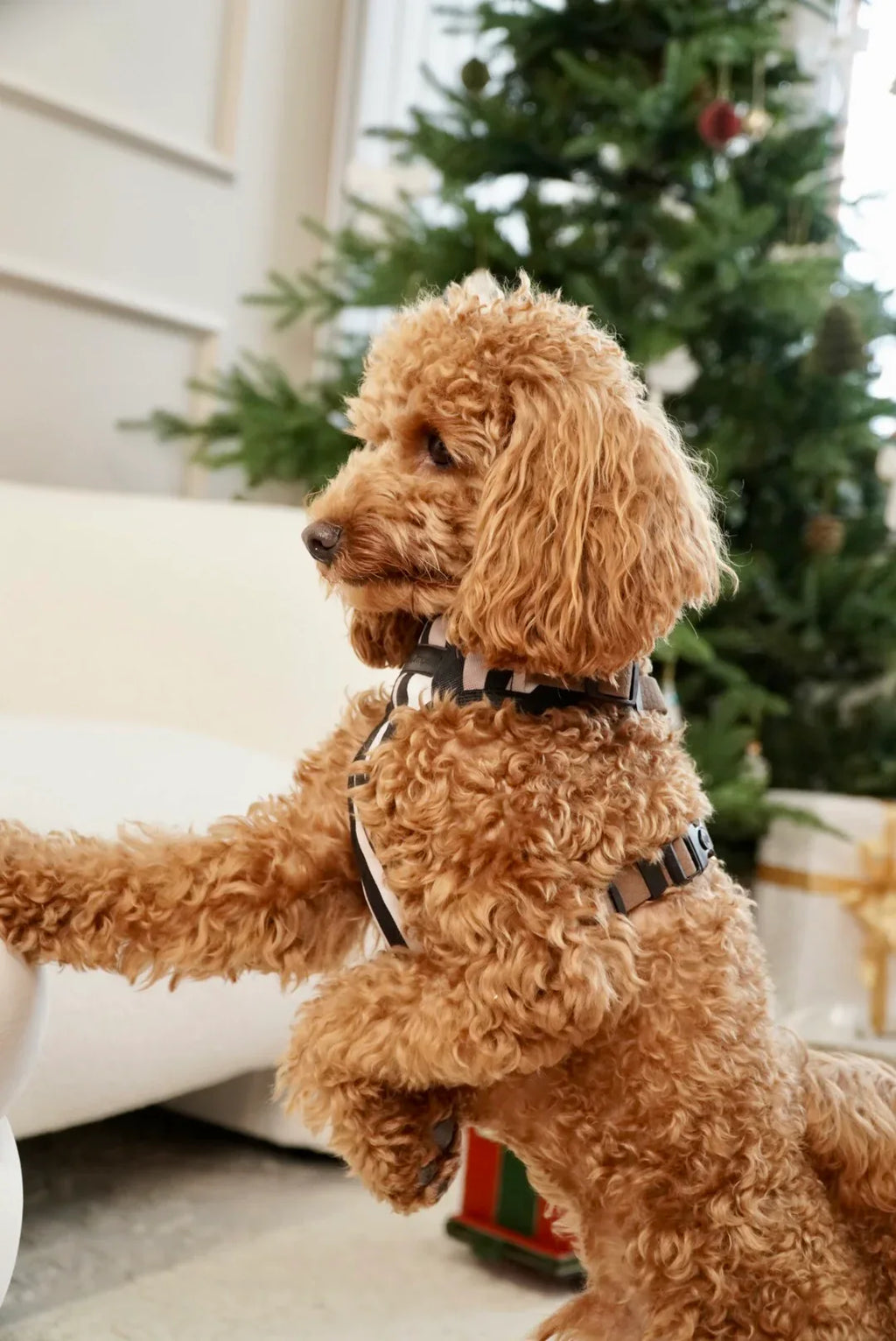 Bezuciskowe szelki guard - WILD Psiumpel, dla Psa i dla Ciebie, spaceruj modnie i wygodnie