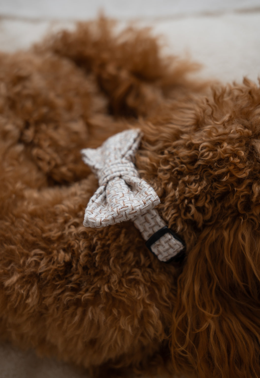 [WZOR] Kokarda/Mucha TWEED - dodatek do obroży i szelek Psiumpel, dla Psa i dla Ciebie, spaceruj modnie i wygodnie