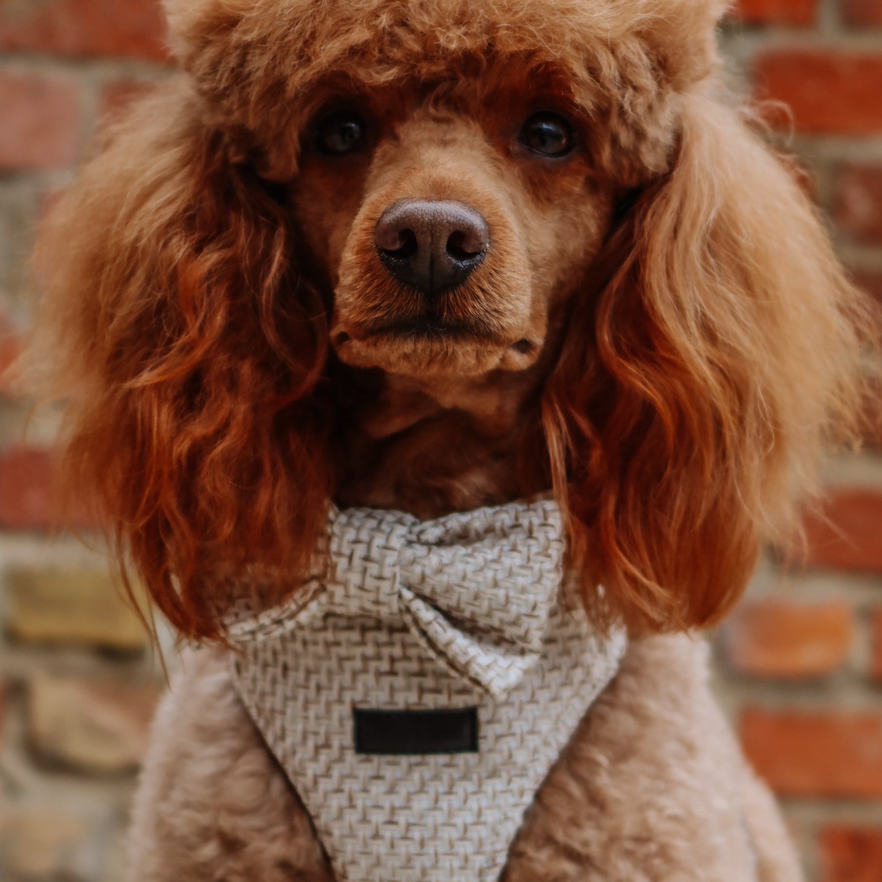 Bezuciskowe szelki guard - TWEED Psiumpel, dla Psa i dla Ciebie, spaceruj modnie i wygodnie