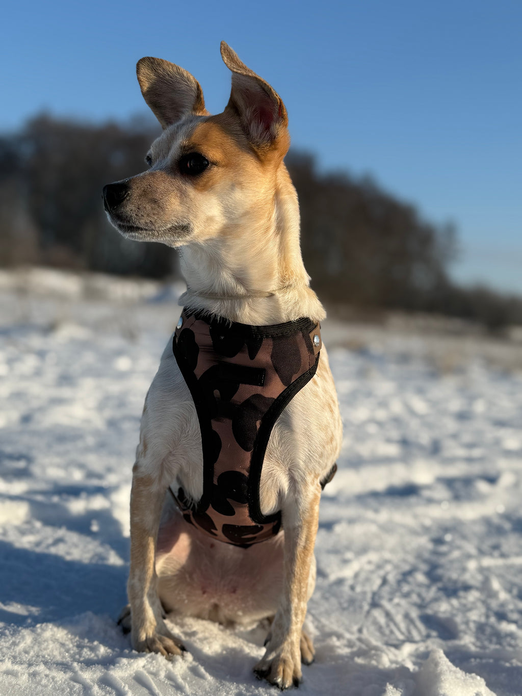 Bezuciskowe szelki guard - WILD Psiumpel, dla Psa i dla Ciebie, spaceruj modnie i wygodnie