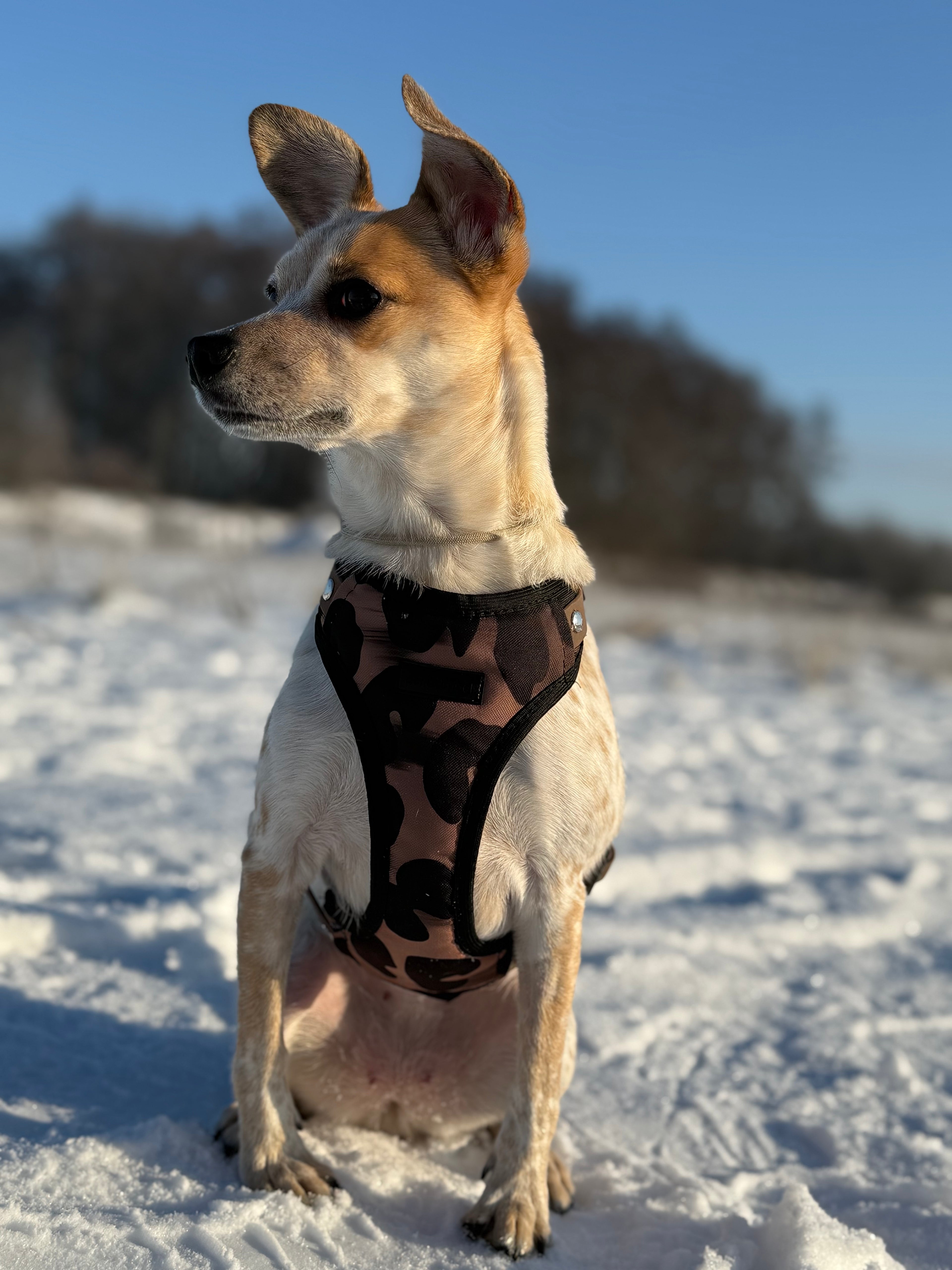 Bezuciskowe szelki guard - WILD Psiumpel, dla Psa i dla Ciebie, spaceruj modnie i wygodnie