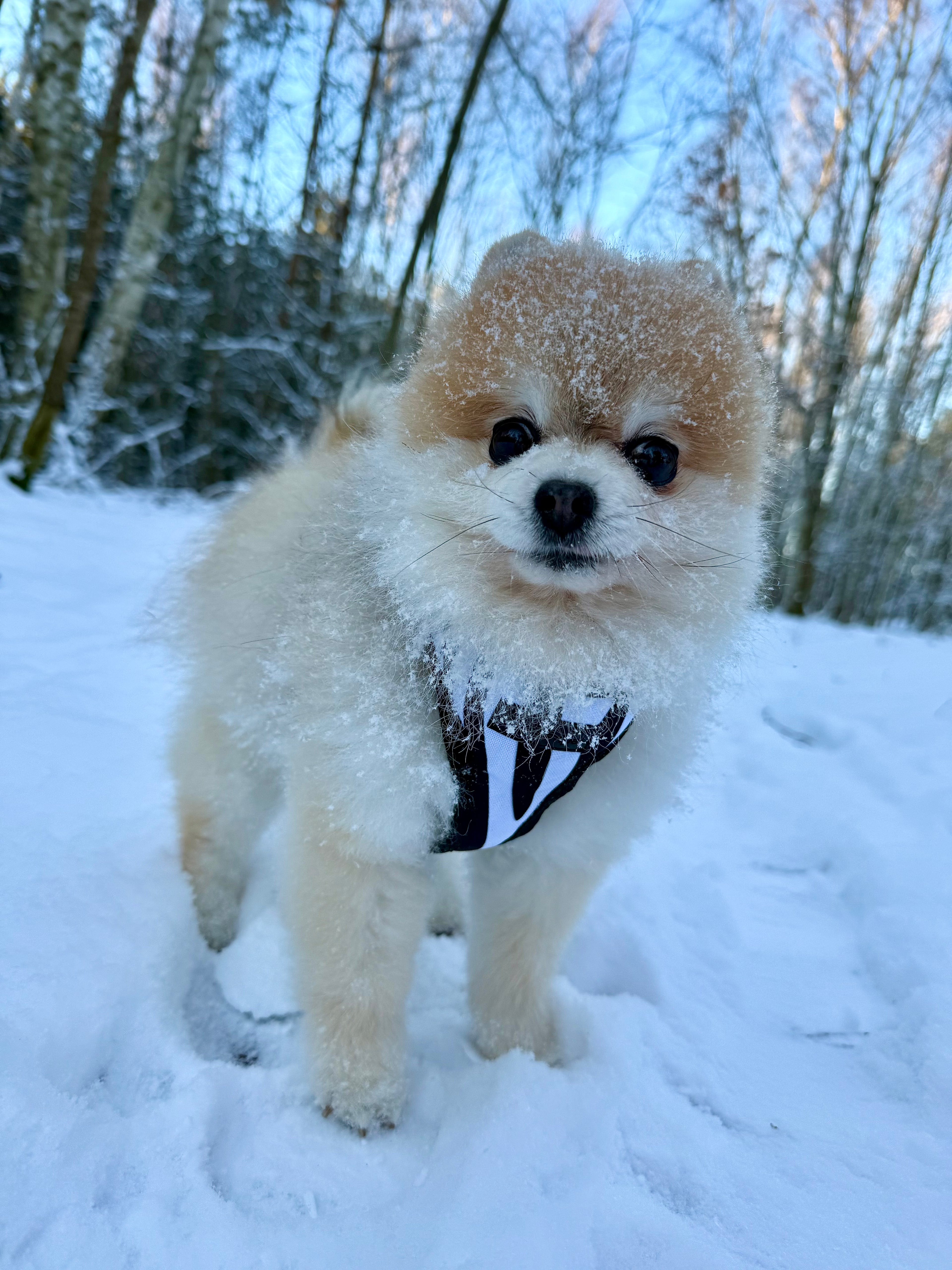 Bezuciskowe szelki guard - WILD Psiumpel, dla Psa i dla Ciebie, spaceruj modnie i wygodnie